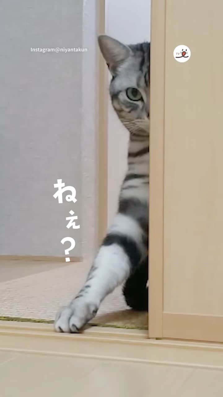 PECOねこ部のインスタグラム：「「わ…か…る…で…しょ？(ΦωΦ)」 ㅤㅤ 今回素敵な投稿をしてくださったのは… @niyantakun さん（にゃん太くん） 他にも素敵なお写真がたくさんあるので ぜひ遊びに行ってみてね♪ ㅤㅤ ㅤㅤ ㅤㅤ 〖 #ペコねこ部（ #pecoいぬ部 ） 〗をつけてご投稿いただくと PECOのSNSで楽しくご紹介させていただきます😋 フォロー&コメントお待ちしています✨ ㅤㅤ ㅤㅤ  ============================== @pecocats（ @pecodogs ）☚YouTubeでも可愛いワンニャン紹介中🐶💕 ==============================  #猫部 #ふわもこ部 #猫好きな人と繋がりたい #catstagram #catlover #냥스타그램 #캣스타그램 #アメリカンショートヘア #americanshorthair #おやつ #おねだり #目力半端ない」