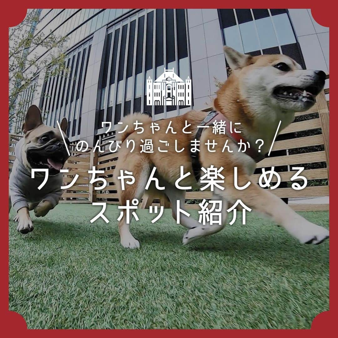 MEET at Marunouchiのインスタグラム：「＼ワンちゃんと一緒にのんびり過ごしませんか？🐶／ワンちゃんと楽しめるスポット紹介  暑さも落ち着き、 お散歩もしやすい季節になってきましたね！🍂  ワンちゃんと一緒に、 楽しめるスポットをご紹介します🐶  🌳大手町リバーサイド・ドッグパーク（@dogpark2022otemachi）  都心の憩いの遊歩道“大手町川端緑道”沿いに ワンちゃんたちが、 自由に遊べるドッグパークです！  エリアを分けることで、 小型犬・中型犬・大型犬すべての ワンちゃんにご利用いただけます。  【開催日時✍️】 ・2023年4月〜2024年3月（毎週土、日曜日） ・開園時間　8:00−15:00 　※臨時休園日・開園日がございます。 　事前登録制（登録料：1000円/ワンちゃん1匹）  🍽️Looking Good （@lookinggood0507） トーストしたサンドウィッチが絶品のカフェ🥪 できたてを提供しているので、 焼きたてのサクサク食感と香ばしく、 口当たりのよいパンとチーズの ハーモニーがたまりません！  営業時間：平日11:00～15:00（土日祝日休）  ワンちゃんをお連れのお客さまも利用できる テラス席をご用意しています。✨ ぜひワンちゃんと一緒に、散歩しに来てくださいね🐕✨  #丸の内 #大手町 #有楽町 #東京駅 #tokyo #東京駅 #marunouchi #東京観光 #丸の内散歩 #丸の内カフェ #ドッグカフェ #ドッグパーク」