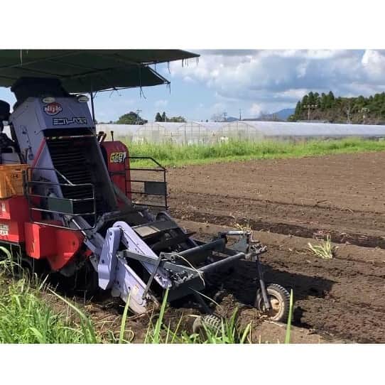 鳥越佳那さんのインスタグラム写真 - (鳥越佳那Instagram)「【サツマイモを愛するみなさんへ🥰YouTube更新しています🍠】 ロングver.は @kana_torigoe プロフィール またはストーリーハイライトからご覧ください🐥💕  〜〜〜〜〜〜〜〜〜〜〜〜 【小鹿農業生産組合】 📍鹿児島県鹿屋市吾平町麓 〜〜〜〜〜〜〜〜〜〜〜〜  『新焼酎シーズンの小鹿酒造に潜入！おいしさの秘密はサツマイモ！？』  小鹿酒造の焼酎を支えているのは 契約農家さんや小鹿農業生産組合の  ＼ サツマイモ コガネセンガン🍠 ／  焼酎会社がサツマイモまでこだわろうと 立ち上げた組合なんだそう👀💡  1日30tものサツマイモを仕込むとのことで 安定した供給は重要ですね🤔💡  小鹿農業生産組合の中馬亮太さんによると ✏️今年は台風が少なかったため被害も少なく 基腐病も今のところ蔓延していないとのこと  去年、おととしより はるかにいい出来だそうです🥰♪  また、畑を取材中に 『芋焼酎の搾りかす』を畑に撒いて 消毒するようすもみられました😳‼︎‼︎  \\芋が循環しているなんて...❣️//  一大産地・鹿屋ならではの光景に 大興奮の芋姉ちゃん(？)なのでした🍠♪  YouTubeは 企画〜編集まで頑張っております...🥹 チャンネル登録を見ていただけたら嬉しいです🥰♡  〜〜〜〜〜〜〜〜〜〜 \\おいものまちかのやの魅力を発信// YouTube『かないも日和』は @kana_torigoe プロフィールから🐥💕 チャンネル登録＆高評価よろしくお願いします☺️ 〜〜〜〜〜〜〜〜〜〜 . . #鹿児島県 #鹿屋市 #かのや #大隅半島 #visitosumi #農業 #鹿屋グルメ #ふるさと納税 #返礼品 #本格芋焼酎 #薩摩焼酎 #鹿児島焼酎  #芋焼酎 #焼酎 #晩酌 #小鹿酒造 #工場見学 #無料  #小鹿 #鹿児島限定 #小鹿の郷　 #さつまいも#コガネセンガン #地域おこし協力隊 #かのやPRレポーター  #さつまいもアナウンサー」9月29日 17時05分 - kana_torigoe