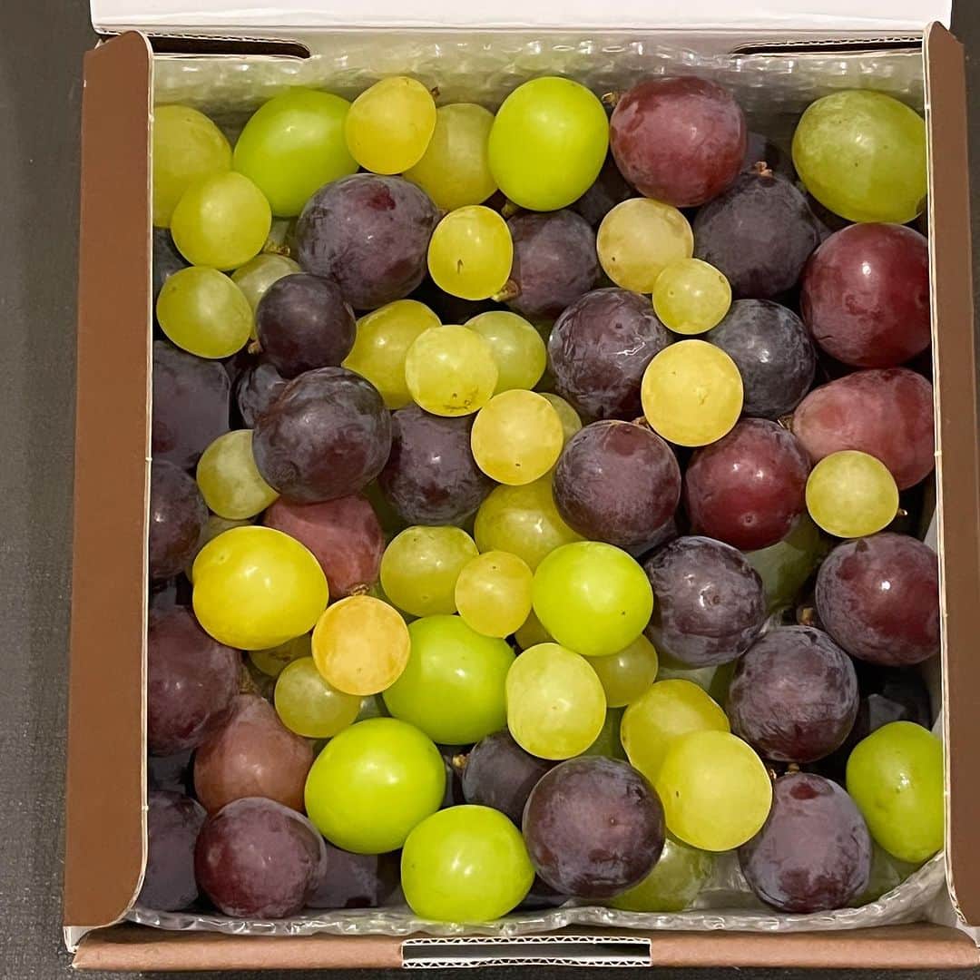 内澤旬子さんのインスタグラム写真 - (内澤旬子Instagram)「この時期限定で葡萄の粒売りはじめます。ストアーズの小豆島ももんじ組合、のぞいてみてくださいませ。四種類以上の色とりどりの葡萄が美しく美味しくてウットリです。URLここに貼り付けできないしビジネスアカも取れないのですんませんが検索してみてください〜！!」9月29日 17時07分 - riprigandpanic