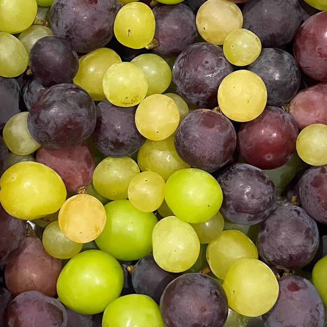内澤旬子のインスタグラム：「この時期限定で葡萄の粒売りはじめます。ストアーズの小豆島ももんじ組合、のぞいてみてくださいませ。四種類以上の色とりどりの葡萄が美しく美味しくてウットリです。URLここに貼り付けできないしビジネスアカも取れないのですんませんが検索してみてください〜！!」