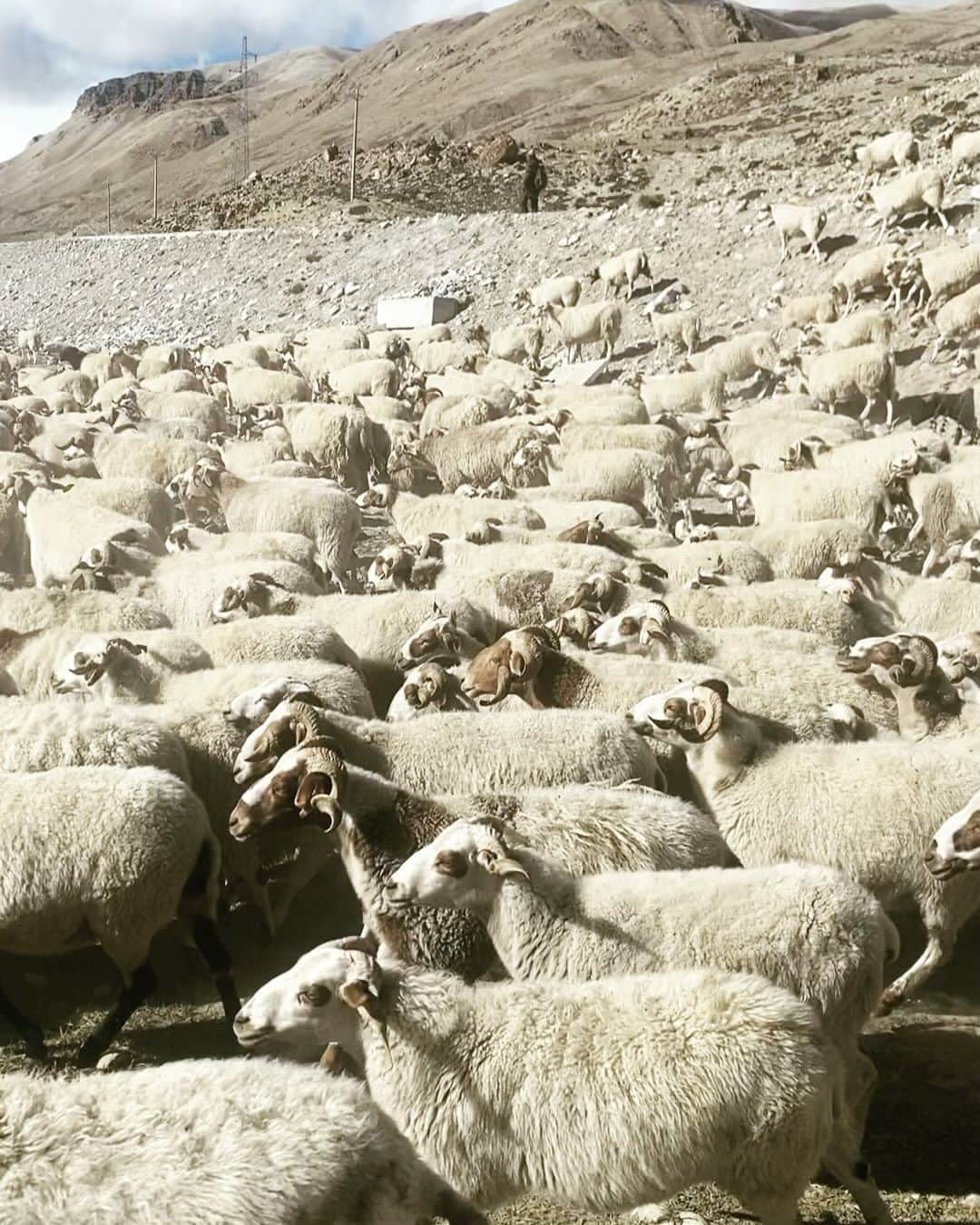 石川直樹のインスタグラム：「For Himalayas⑪ We arrived #ChoOyu BC, #Tibet. チョオユーBC着。標高4800m。テントを立てていたら、突然#羊飼い が羊の群れを連れてきてテントサイトが羊の糞尿まみれに…😭羊たちの奥にある、雲に隠れ気味の山が#チョオユー です。 明日にはABC（Advanced Base Camp）に移動します。実質ABCがベースキャンプとなるでしょう。ABCは標高5700mと言われたけど、本当にそんなに高いのかな。 . 3枚目は今までの8000m峰の登頂日。自分が注視しているのは、アンナプルナからナンガのあいだの日数、79日間。ナンガは順応のためのローテーションなし、ワンプッシュで登りました。すなわち、自分の体には約2ヶ月半、高所順応が残っていた。 G1に登頂したのが7月26日、その2ヶ月半後は10月9日あたり。それまでならチョオユーに、順応なしのワンプッシュで登れるんじゃないか、と。 2週間程度で順応はなくなる、という研究結果もありますが、どうなのか。高所順応と高山病に関しては、今なお個人的に研究中です。 . 明日ABCに入ると、音信不通になる可能性高し。」
