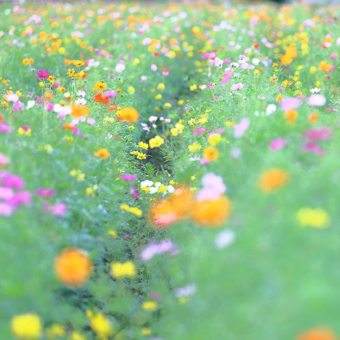 kiccyomuのインスタグラム：「☁️ 2023.09.29 Fri ちょっと様子見に #あけぼの山農業公園 へ  今年のミックスコスモスは…？ まだ一部だけ咲き始めだったけど、 華麗なミックスになりそうで楽しみ🤗 ちょっとその雰囲気だけ📸 キバナコスモスは満開🌸  location #千葉 ❣️ 📷撮影 2023年9月27日」