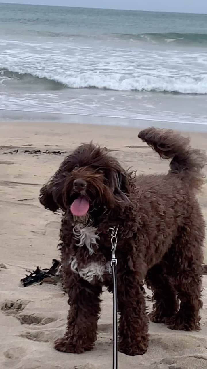 のインスタグラム：「☀️🧡☀️  #austlarianlabradoodle  #6歳」
