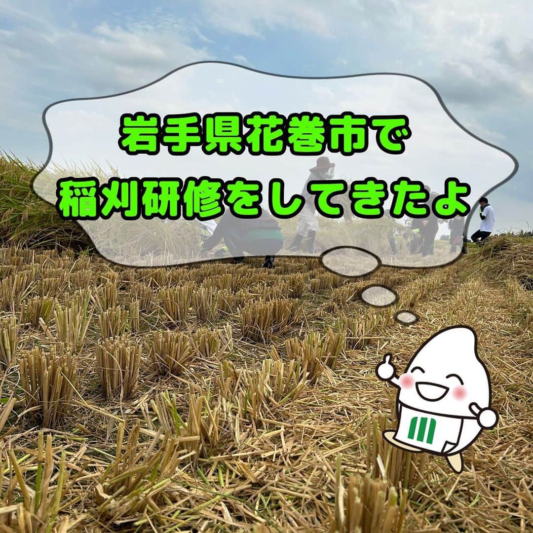 ミツハシくん-Mitsuhashi Rice-のインスタグラム：「岩手県花巻市で稲刈研修をしてきたよ🌾  以前も紹介した通り、 ミツハシライスでは毎年田植え研修・稲刈り研修を行っているんだ✨ 今回は稲刈研修の様子をお届け🕊️  鎌を持って、手刈りを体験したり、 コンバインで脱穀を体験したよ🙌  ちなみに、銘柄は「銀河のしずく」なんだ🌾  玄米の保管倉庫も見学させてもらったんだ💡  田植え研修と同じ圃場で研修したから、 大きく育っていて感動したなぁ☺️  みんなお疲れ様でした‼️  来年も研修の様子をお届けできたらいいな😎 . #ミツハシライス  #企業キャラクター  #ミツハシくん   #岩手県 #花巻市  #銀河のしずく   #農業 #田んぼ #米作り  #田植え #稲刈   #稲 #米 #お米 #ごはん #rice」