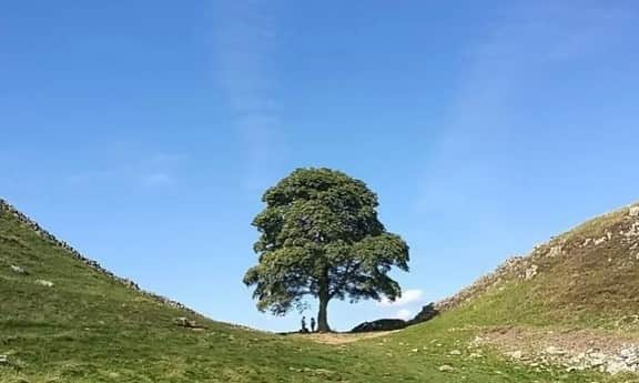 ポール・ブラックソーンのインスタグラム：「The Family Tree. Of course trees are chopped down everyday but when someone chooses to hack down a very specific tree, one so conspicuous and treasured as the Sycamore Gap Tree at Hadrian’s wall the mind slightly boggles. I was filming here last year, this area is a harsh, wind blown, barren, beautiful place and this tree stood like a monument to determination and survival until this guy came along… Did he realize its emotional significance to the community and beyond, or was it just some brainless, drunken, teenage prank/bet/dare? I read a book years ago called Nature via Nurture by Matt Ridley. In a nutshell, we’re a combo of both; the genes we’re born with and the human and environmental experiences we grow up with. I wonder what’s going on in this person’s life that lead him to this…」