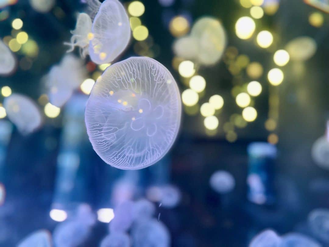 アクアパーク品川のインスタグラム：「今夜は十五夜🌕✨  "月"にちなみ、満月のようなまんまるフォルムのクラゲたちと、シャープな姿が美しいミカヅキツバメウオ 🌙  #十五夜 #中秋の名月 #お月見 #クラゲ #海月 #jellyfish #ミズクラゲ #カラージェリー #ColorJellyfish #ミカヅキツバメウオ #マクセルアクアパーク品川 #MaxellAquaParkShinagawa #アクアパーク #aquapark #水族館 #aquarium #東京 #都内 #品川 #駅近 #品川プリンスホテル #品プリ」
