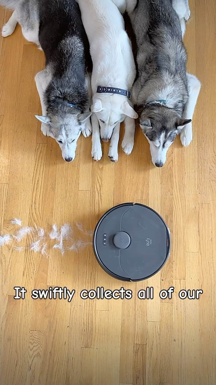 8crapのインスタグラム：「Shedding season is every hooman’s biggest struggle 🥶 but the @eufyclean X8 Pro robotic vacuum will help you collect the husky glitter and all other pet hair and dirt!  Tap link in bio to learn more about the X8 Pro robotic vacuum!  📹 @2husketeers  #Barked #EUFY #eufyCleanX8Pro #dog #doggo #ad」