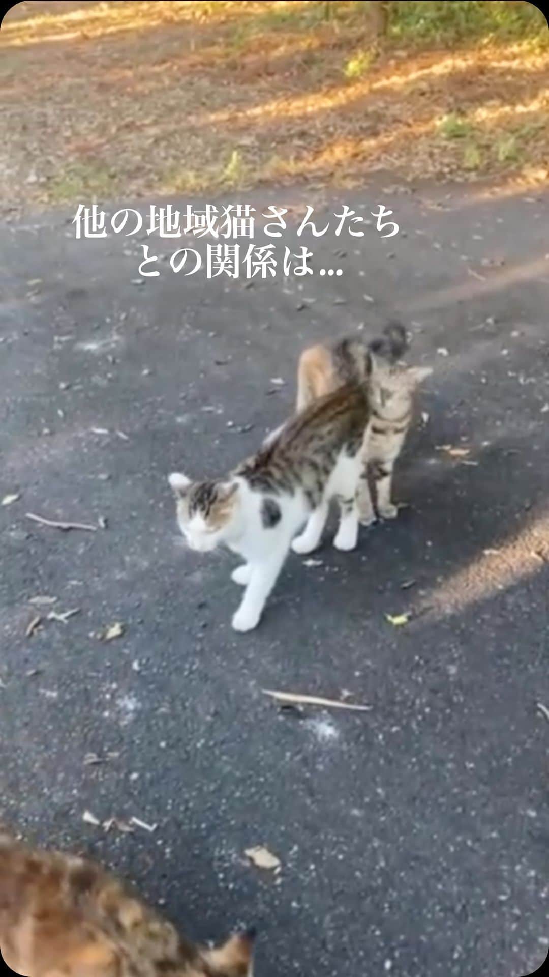 nozomiorideのインスタグラム：「まりもんストーリー  とと丸さんやまりもさんが 突然現れた餌場は ちゃんと去勢避妊手術がされて 大事に面倒を見てくださっている現場です  そういうところばかりでは無いから、彼らは運がよかったんだと思います  #編集雑😂  #まりもさん  #人馴れ修業中  #ねこのきもち #猫好きさんと繋がりたい #成猫の魅力を伝えたい  #ねこすたぐらむ  #きじしろ#キジシロ#きじしろ男子」