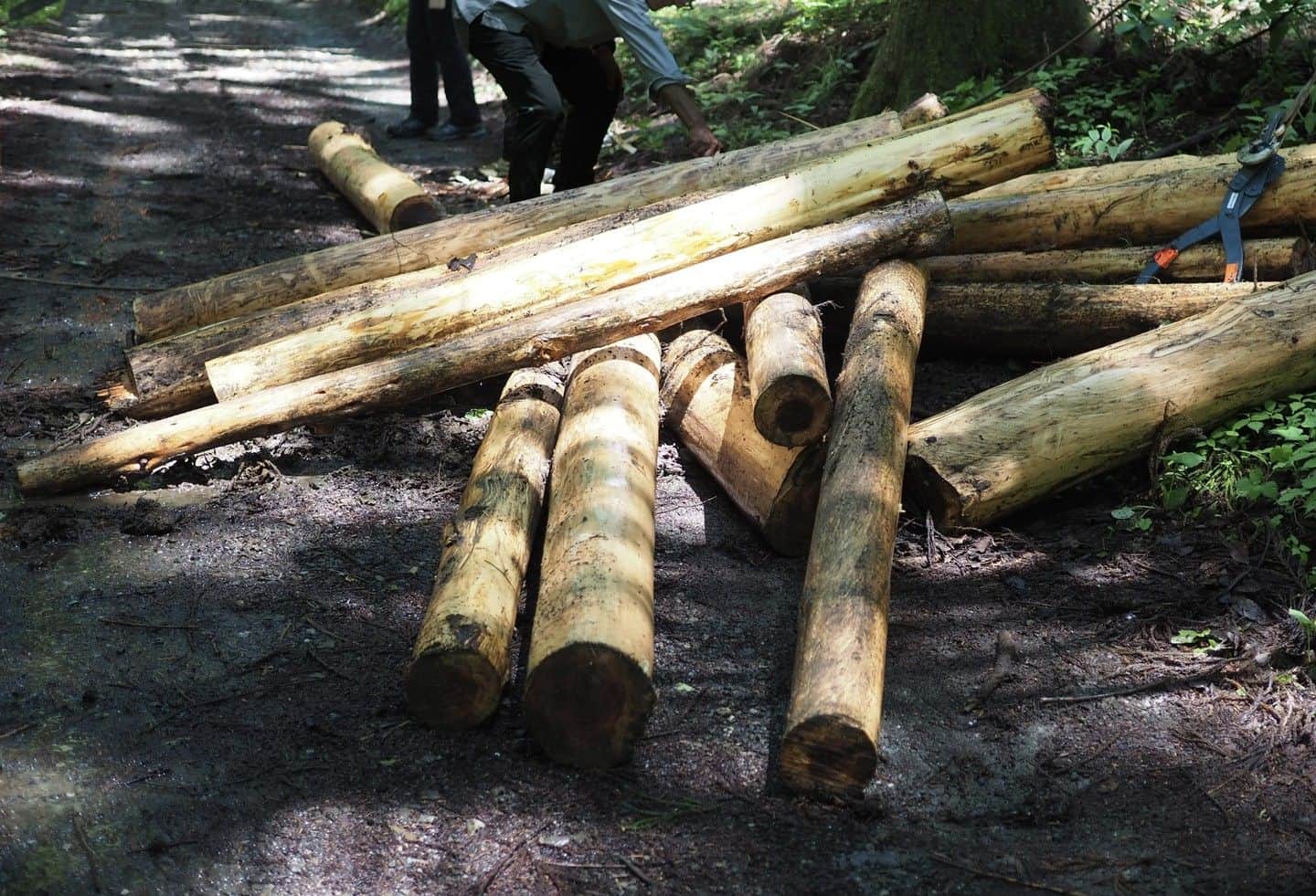 篠原ともえのインスタグラム：「木☞紙☞バッグ完成のプロセス🌲 ｢CLEAN HIKES, GREEN PEAKS MT. TAKAO｣のバッグは原料に高尾の森で伐採された間伐材を用いています。 「間伐」とは植物に自然光が届くよう定期的に実施される伐採のことで、森林を健やかに保つための作業。  ただ私自身も今回の制作を進めていく中で知ったのですが…建築物など資材への利活用に適さない木々や、運搬に手間と費用のかかる巨木などは、森にそのまま残されることも少なくないのだそう🪵....  どうにか再生させ、またこの地へ還元できないか。八王子芸術祭のスタッフさんに、バッグの制作をご提案したところ、地元林業の方にも賛同とご協力をいただき、樹齢50年にも及ぶ杉の木を受け取ることができました。  余りがなるべくでないよう四角いゴミ袋を想起させるトラッシュバッグのデザインに。裁断された部分はタグなどに活用しました✂️ 木が紙へと生まれ変わってゆく制作プロセスは私も発見がいっぱい💡朝日デジタルコラム「アイデアのありか」に執筆いたしました。本日公開！ご興味のある方はプロフィールからジャンプできます✒️  篠原ともえアートプロジェクト🌲間伐材バッグ無料配布 ｢CLEAN HIKES, GREEN PEAKS MT. TAKAO｣ 配布期間：9月26日（火）～ 10/4（水）10:00 ～ 16:00 ＊1日150個限定 10月2日（月）の休館日除く 会場：東京都高尾ビジターセンター（高尾山山項）  #CLEANHIKESGREENPEAKS @hachiojiartfes」