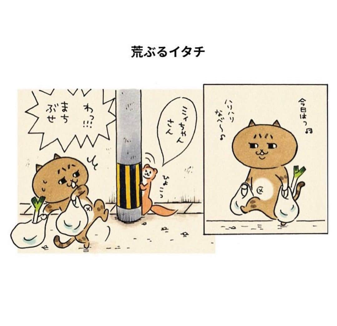 eskのインスタグラム：「: : おさらいミィちゃん👀  「荒ぶるイタチ」  今日も今日とて こじらせがちなイタチのひと  わたしも新卒の頃、更衣室でお局様たちがずっとドラマの話してて全く興味なくて、更衣室使うのやめたなぁ。  今だったらドラマの話めちゃくちゃついていけるんだけど！😂 イタチの不時着マジで気になる  #ミィちゃんは今日もがんばらない #イラスト#イラストレーター#おえかき#らくがき#まんが#猫#ねこ#ネコ#昭和レトロ#インテリア」