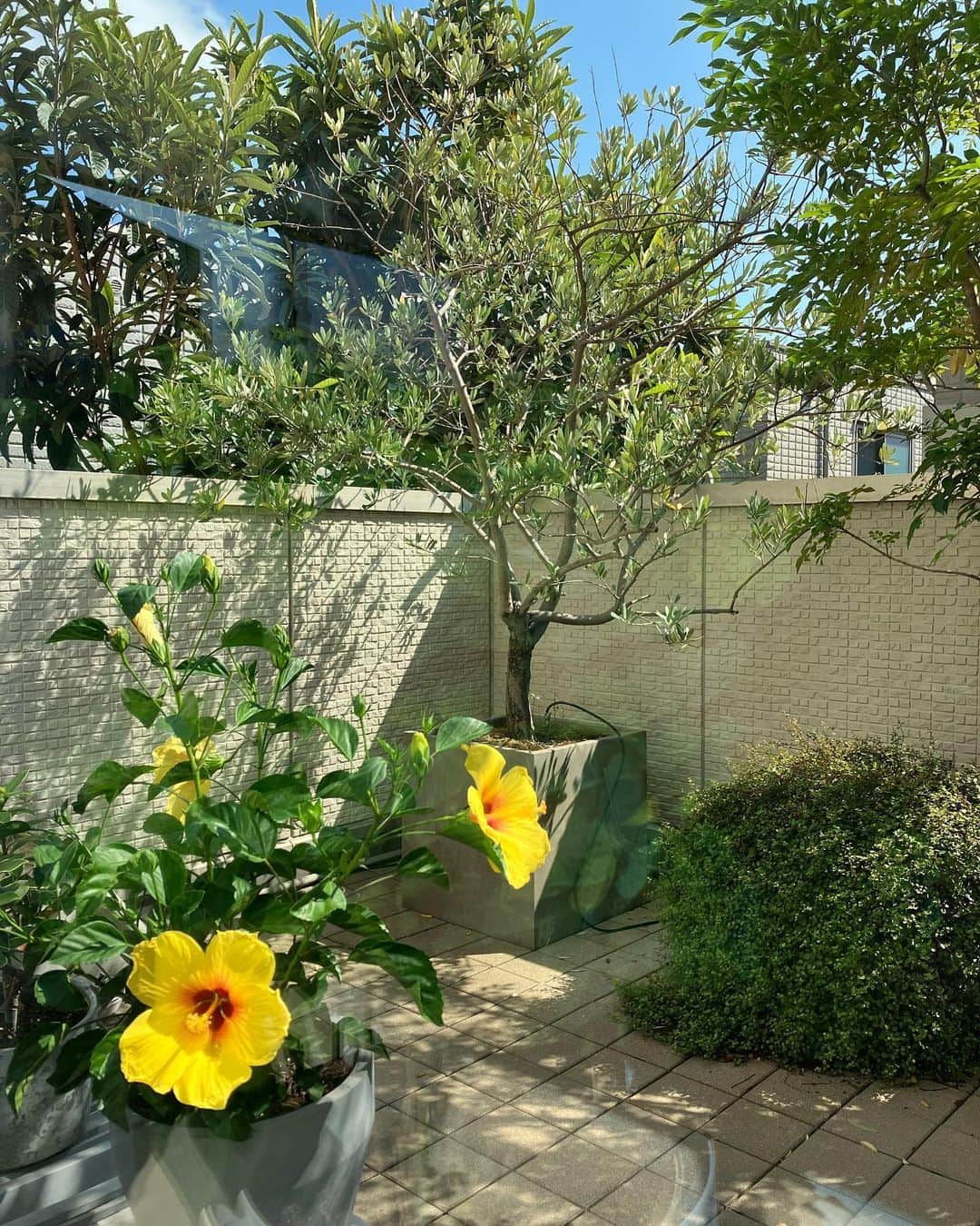 岸谷香さんのインスタグラム写真 - (岸谷香Instagram)「さーて❗️今週末は三重県で二ヶ所❗️ ベランダでは去年のハイビスカスが可愛いく咲いて私を見送ってくれました💐もう枯れちゃったかなぁ😢と思うほどの悲しい姿になったのに、いきなり夏前からメキメキ新芽が出て今こんな😍 糠床からは蕪の葉と人参。刻んで鰹節とゴマ、ちょいお醤油。ねー、これご飯に混ぜるのなんて言うか知ってる⁉️私がまだ小学生の頃、うちの父の田舎、滋賀から毎年赤蕪のお漬物が送られてきて、葉っぱと赤蕪を刻んで同じように鰹節とゴマ混ぜて、晩酌の後に必ず嬉しそうに父が食べていました。その名は「おくもじご飯」❗️我が家ではポピュラーだったけど、未だその名を分かち合った知り合いは居ない🙄我が家のみのネーミングだったのか⁉️😅…が、しかしめちゃ美味しい❗️朝ごはん進む進む😆 家を出てから早数時間。。なかなか辿りつかない😅 みてみて〜🤣津の次の駅はアコギだって🤣可愛い😍 お腹すいたな。 今日は地酒に出会えますよーに😅 #岸谷香 #三重県御浜町 #黄色いハイビスカス #誰か知ってる？おくもじご飯😅ふ」9月29日 18時17分 - unlockthegirls