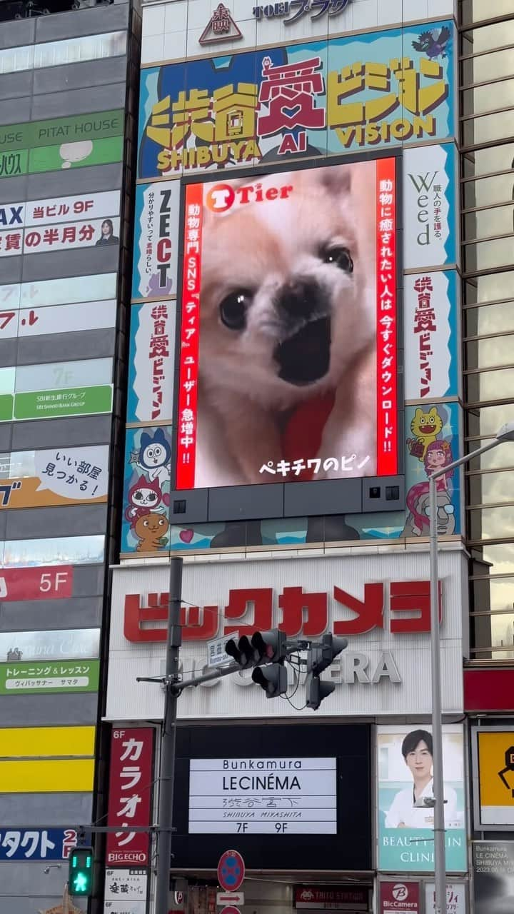 下平夏奈のインスタグラム：「ピノが渋谷に出現？！？！  📍渋谷愛ビジョン大型スクリーンにて ピノの動画を放映していただきました！ *2023年9月1日〜2023年9月30日  *毎時31分15秒〜/毎時46分15秒〜  実際に、渋谷愛ビジョンに足を運んでくださったり、 遠方の方からも、『見たかったよ〜🥹』と沢山のご連絡をいただきました！  みなさんいつもありがとうございます🐶  今回、@tier_family_official さんの企画に参加をし、 このような機会をいただきました✨  今月は『うちの子あざとかわいい選手権』の企画も実施中なので ぜひ皆さんも【Tier】のアプリをDLして、 専用のハッシュタグをつけて動画を投稿してみてねー！  #PR #Tier #渋谷愛ビジョン #渋谷 #大型スクリーン #ペキチワ #チワペキ #ぶちゃかわ #キャンペーン #鼻ぺちゃ犬 #甘えん坊犬 #ピノ #Chihuahua #pekingese」