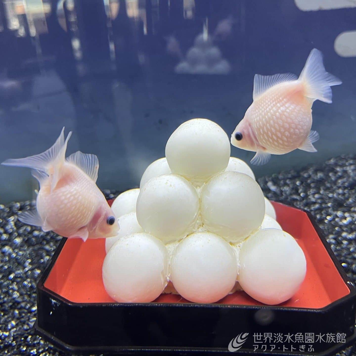 世界淡水魚園水族館 アクア・トト ぎふのインスタグラム：「今日は中秋の名月。 水族館からもきれいな月が見えています。  テーマ水槽のには月見団子のような金魚たちが泳いでいますよ。  #アクアトト #水族館 #aquarium #秋 #月見 #夕涼み #十五夜 #中秋の名月 #オアシスパーク #河川環境楽園」