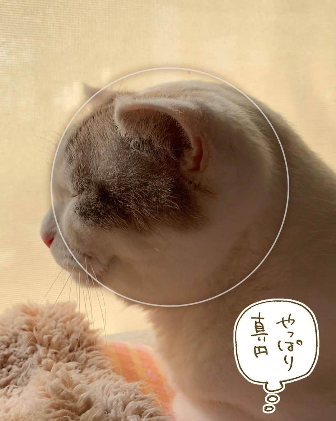 くるねこ大和さんのインスタグラム写真 - (くるねこ大和Instagram)「真円（しんえん）  #胡ぼん  #シニア猫16歳」9月29日 19時06分 - kuru0214neko
