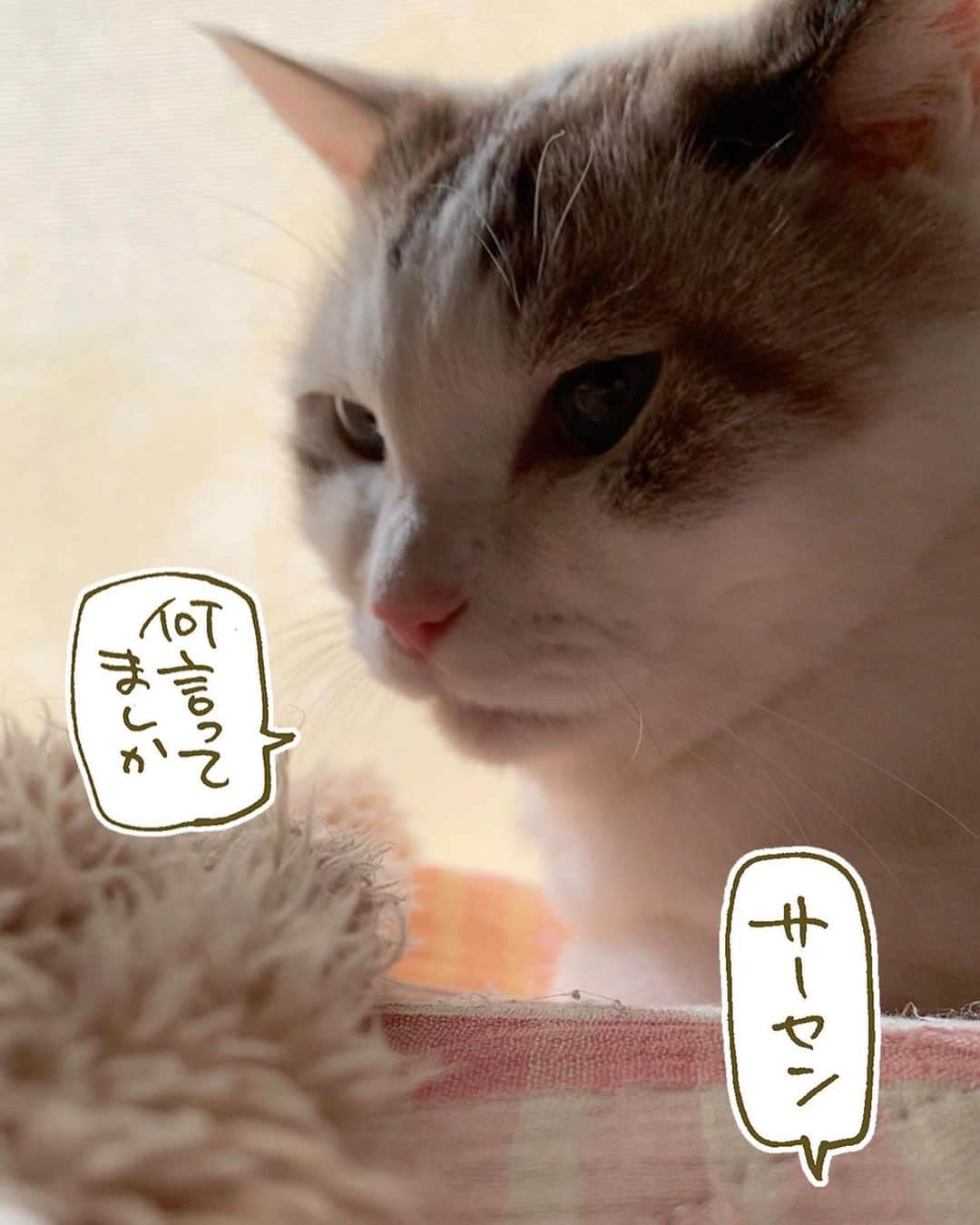 くるねこ大和さんのインスタグラム写真 - (くるねこ大和Instagram)「真円（しんえん）  #胡ぼん  #シニア猫16歳」9月29日 19時06分 - kuru0214neko