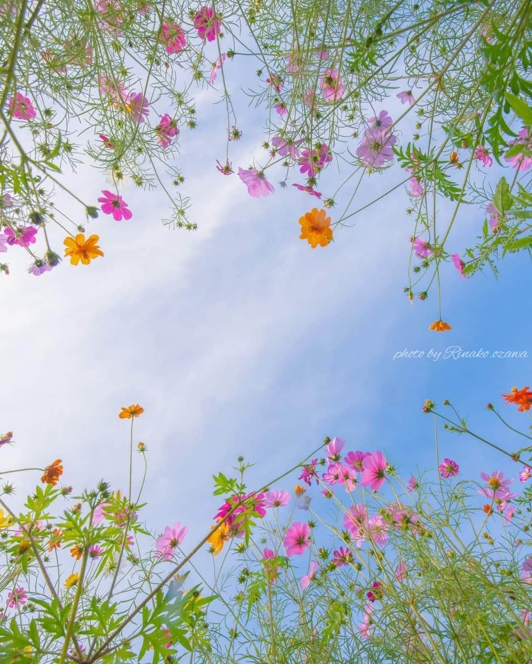 花の写真館のインスタグラム：「Photo by Rinako Ozawa. https://www.facebook.com/ozawa.rinako . 本アカウントは、 #私の花の写真 をつけてInstagramに投稿された皆さまの花の写真や、「花の写真館」Facebookページで投稿された花の写真を紹介します。 「花の写真館」Facebookページは、「 @floral.photograph 」のプロフィールにあるURLからご覧ください。 . ※各種法令、マナー、関係者の指示に従った撮影をお願いします。 *Please ensure that your photography adheres to all relevant laws, etiquette, and instructions issued by authorized persons. ※本アカウントは東京カメラ部がFacebook、Instagramのサービスを利用して運営しているもので、Meta社・Instagramとは一切関係ありません。 . #花の写真館 #floralphotograph #floralphoto #flower #flowers Follow: @floral.photograph」
