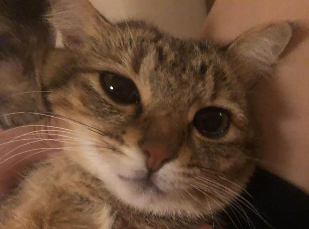 Megu のインスタグラム：「うっとりフェイスのろろさま。  #ねこ  #ねこすたぐらむ  #猫 #猫のいる暮らし  #保護猫 #ろろの日記」