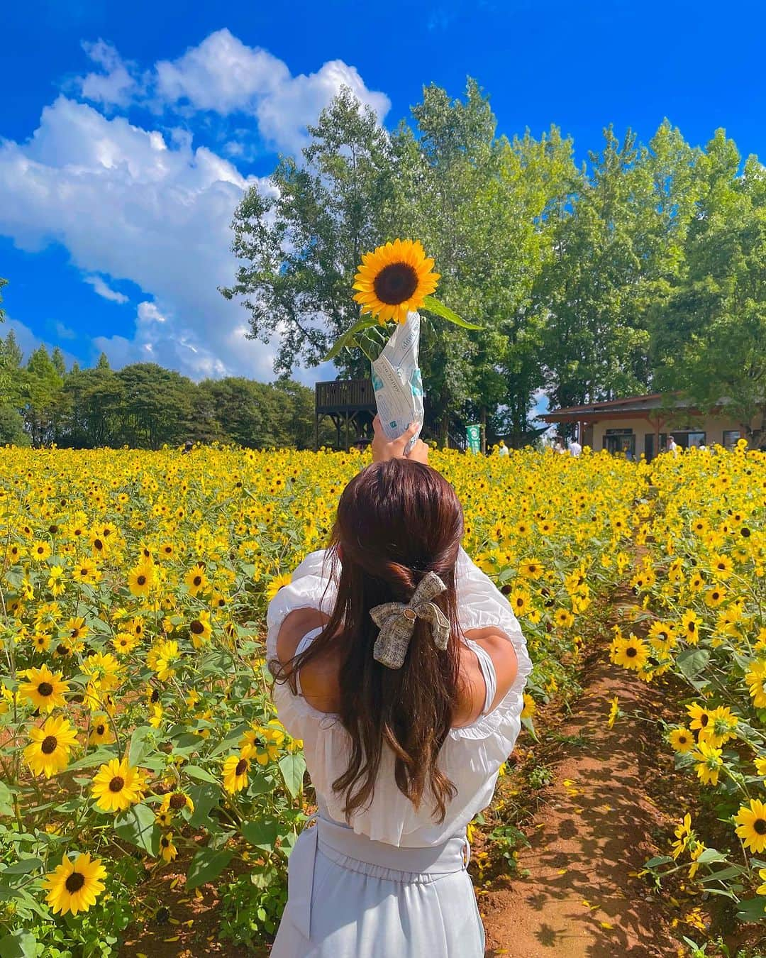 天間晴香のインスタグラム：「ひまわり🌻´-2  @serakogenfarm  #世羅高原農場 #世羅ひまわり畑 #広島映えスポット #広島世羅町」