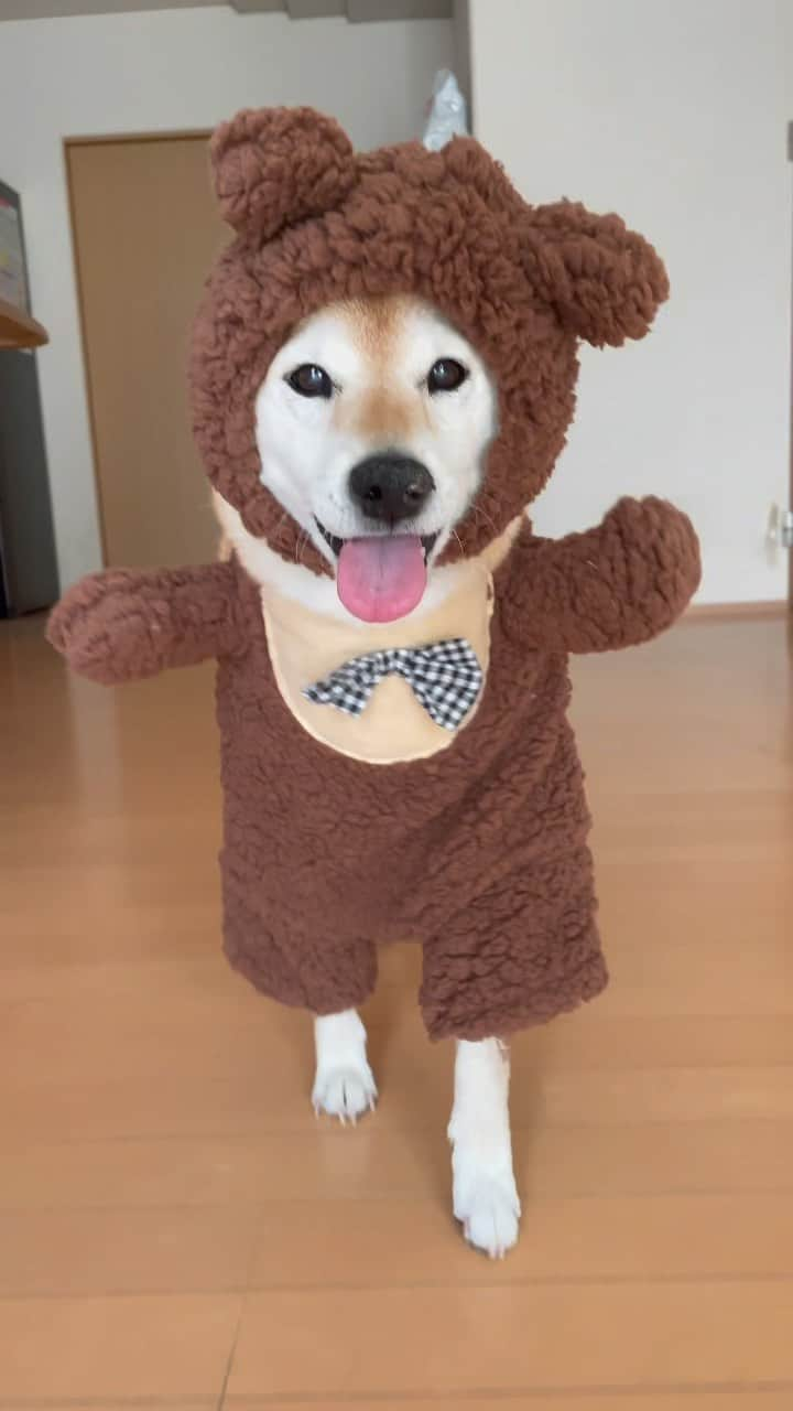 マロたんのインスタグラム：「熊出没注意からの〜ななめ🧸 お久しぶりの #すしざんまい  #shiba #shibainu #柴犬 #teddybear #ななめ」