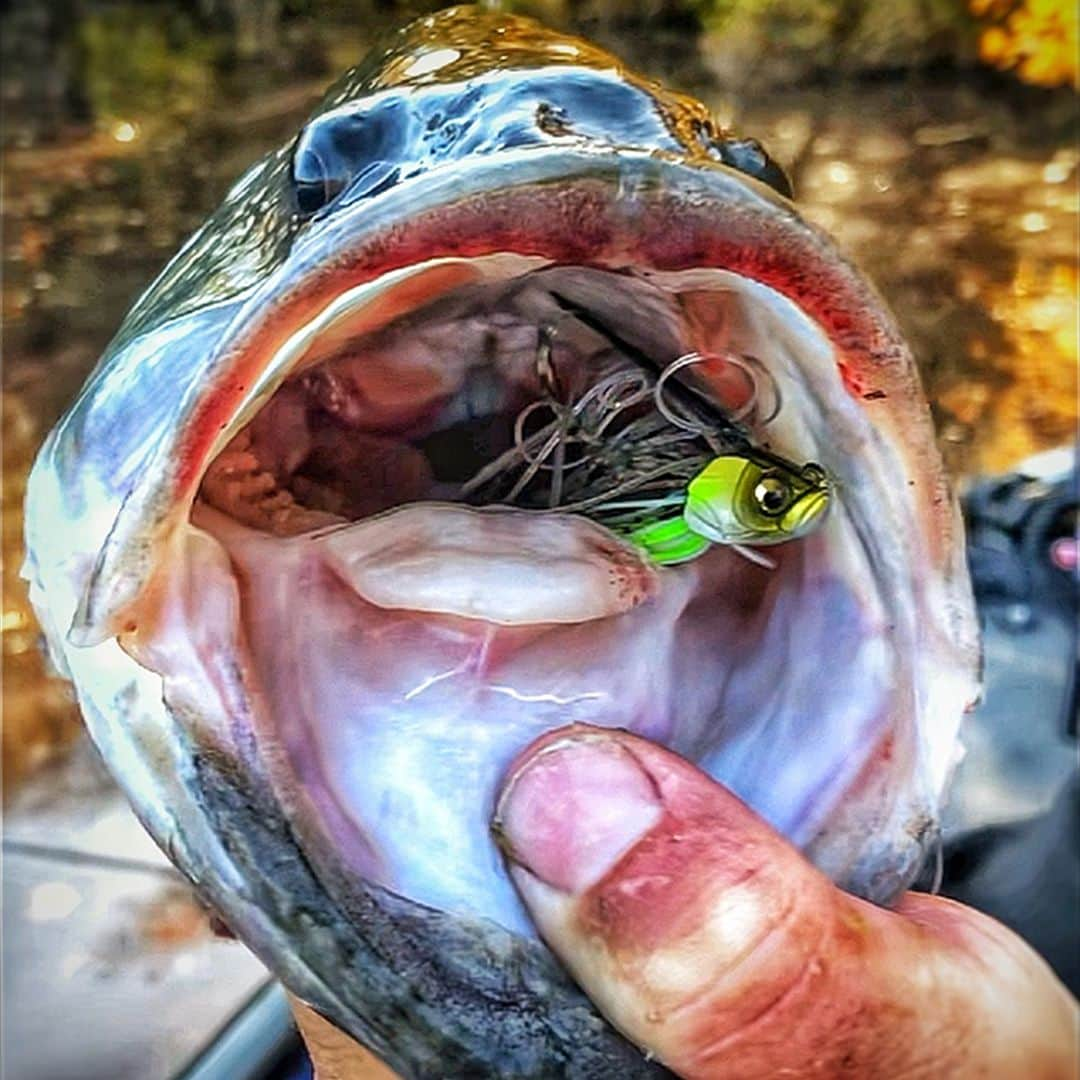 Megabass Inc.のインスタグラム：「鬼斬りの爆釣スイムジグ。 UOZE SWIMMER A simply explosive next-generation swim jig.  https://www.megabass.co.jp/site/products/uoze_swimmer/ #Megabass #YukiIto #UozeSwimmer #Swimjig #BladeJig #メガバス #伊東由樹 #ウオズスイマー #スイムジグ #ブレードジグ」