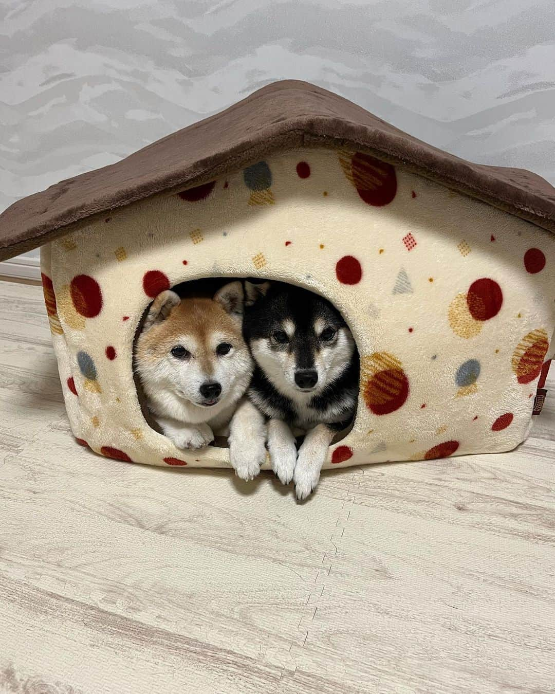 豆柴なつ&ふゆのインスタグラム：「Good night😊⭐️ おやすみなさい😊⭐️  #ハウス#house  #しばすたぐらむ #柴犬部  #柴犬のいる暮らし   #柴犬#shiba #shibainu #shibastagram #ワンコ#sweet#豆柴#shibaaaaainu #cute #doglove #シバフル#dogstagram #dogoftheday #instashiba #shibaaaaainu #shibaaddict #🐕📷 #ふわもこ部#sweetdream #犬#instacute #柴#proudshibas #cutepets #goodnight #おやすみ」