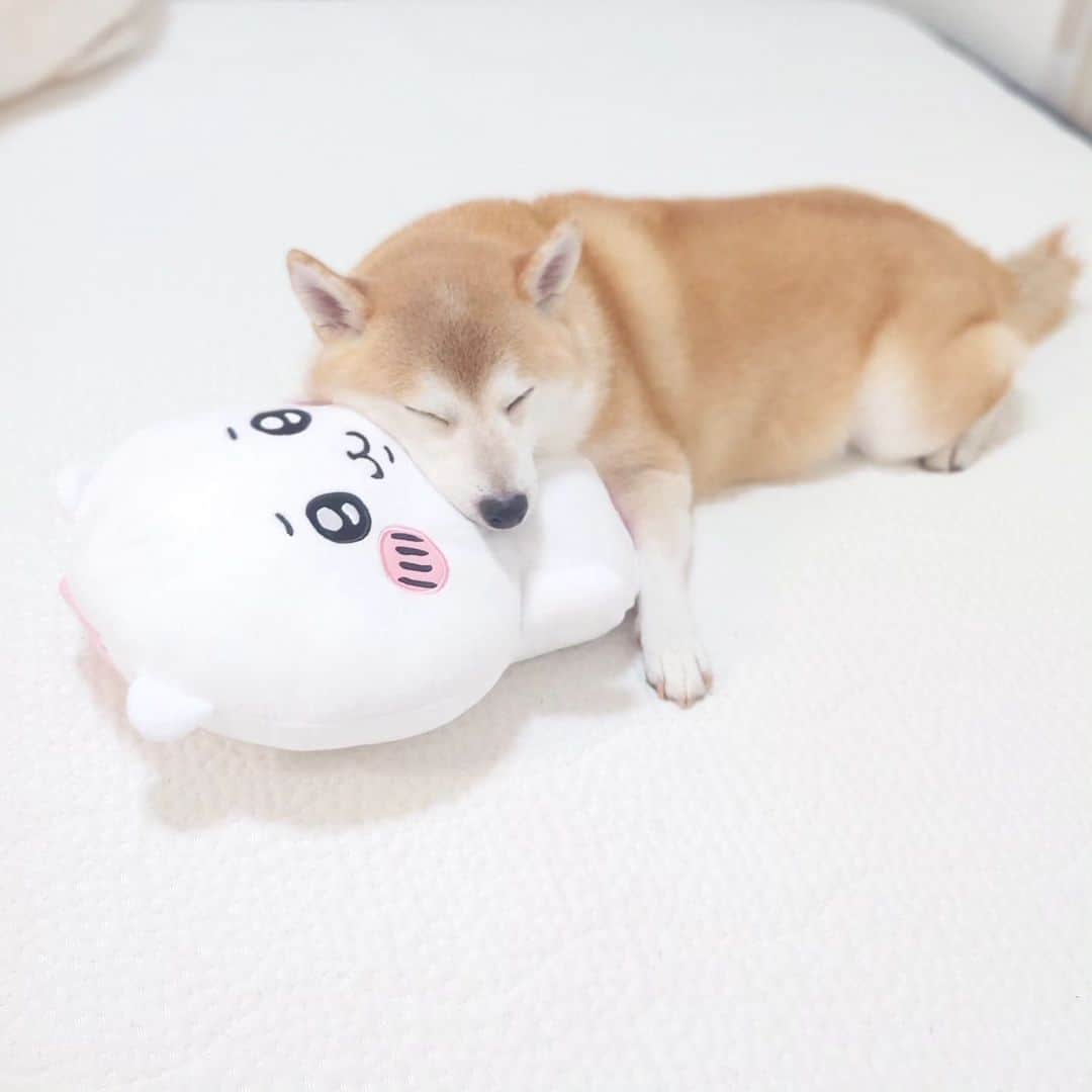 ちゃみさんのインスタグラム写真 - (ちゃみInstagram)「最近のお気に入り ちいかわ！ ❶カミカミしてたら寝ちゃった　 ❷ご機嫌😆 ❸遊び疲れて寝だした ちいかわは後ろにが転がってます笑  #ちいかわ #柴犬#しばいぬ#犬#癒し#愛犬#shiba#shibainu#dog」9月29日 20時07分 - shiba_charmy