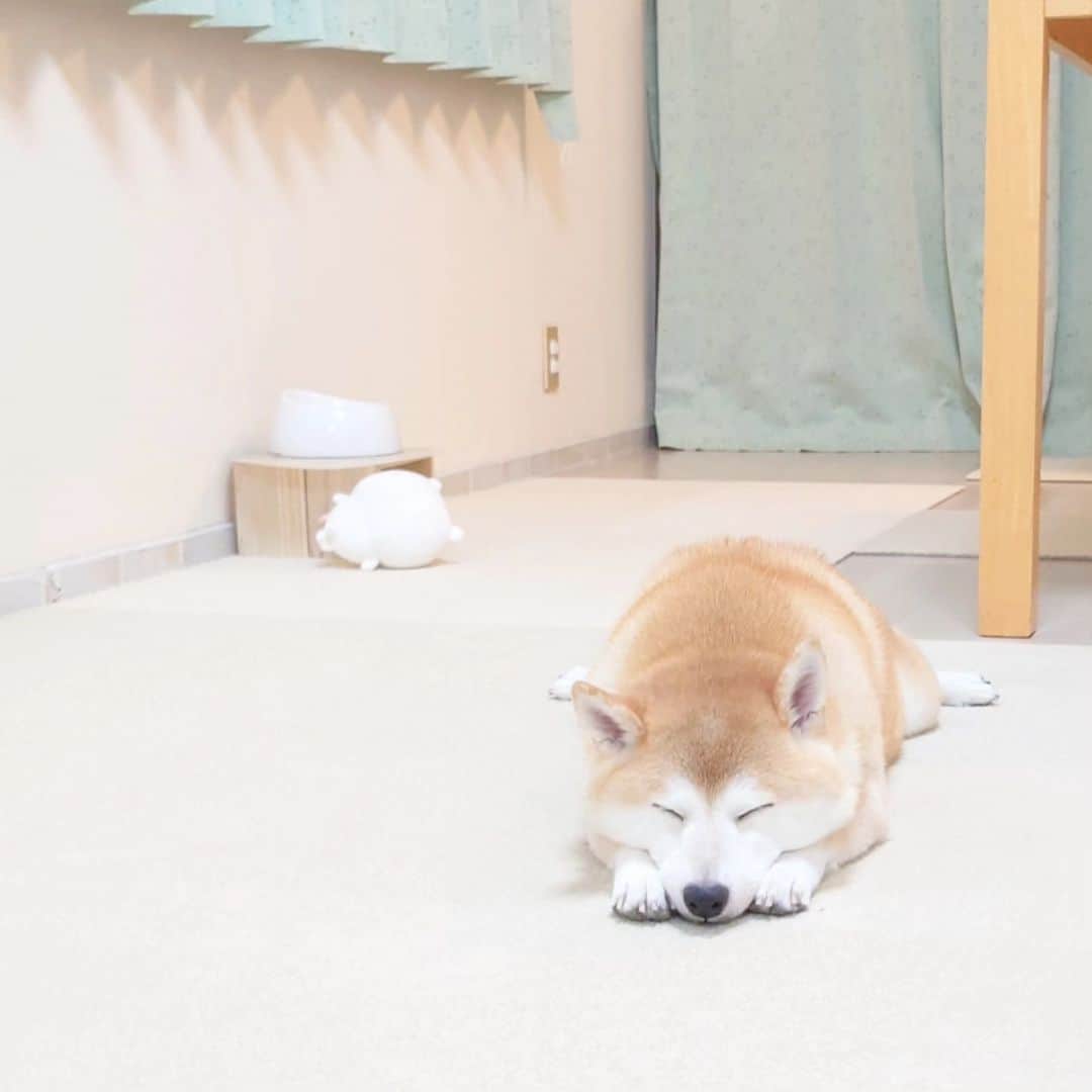 ちゃみさんのインスタグラム写真 - (ちゃみInstagram)「最近のお気に入り ちいかわ！ ❶カミカミしてたら寝ちゃった　 ❷ご機嫌😆 ❸遊び疲れて寝だした ちいかわは後ろにが転がってます笑  #ちいかわ #柴犬#しばいぬ#犬#癒し#愛犬#shiba#shibainu#dog」9月29日 20時07分 - shiba_charmy