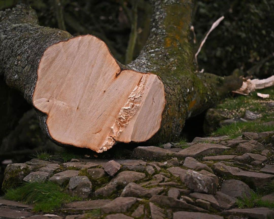 AFP通信さんのインスタグラム写真 - (AFP通信Instagram)「Teen bailed in UK after 'Robin Hood tree' cut down⁣ ⁣ A 16-year-old boy arrested after one of Britain's most photographed trees was found felled next to the Hadrian's Wall UNESCO World Heritage site in northeast England was released on bail on Friday.⁣ The Sycamore Gap tree, which has stood for more than 200 years in the Northumberland National Park, was found fallen after overnight storms.⁣ ⁣ The landmark sycamore, located in a dramatic dip in the landscape, became internationally famous when it was used for a scene in the 1991 blockbuster film "Robin Hood: Prince of Thieves", starring Kevin Costner.⁣ It won the Woodland Trust's Tree of the Year in 2016 and is a key attraction that has been photographed by millions of visitors over the years.⁣ ⁣ 1 -> 4 - The felled Sycamore Gap tree on September 28, 2023⁣ 5 - Momentoes are pictured at the base of the felled Sycamore Gap tree, on September 28, 2023⁣ 6 - The Sycamore Gap on January 19, 2022⁣ ⁣ ⁣ 📷 @oliscarff #AFP」9月29日 20時11分 - afpphoto