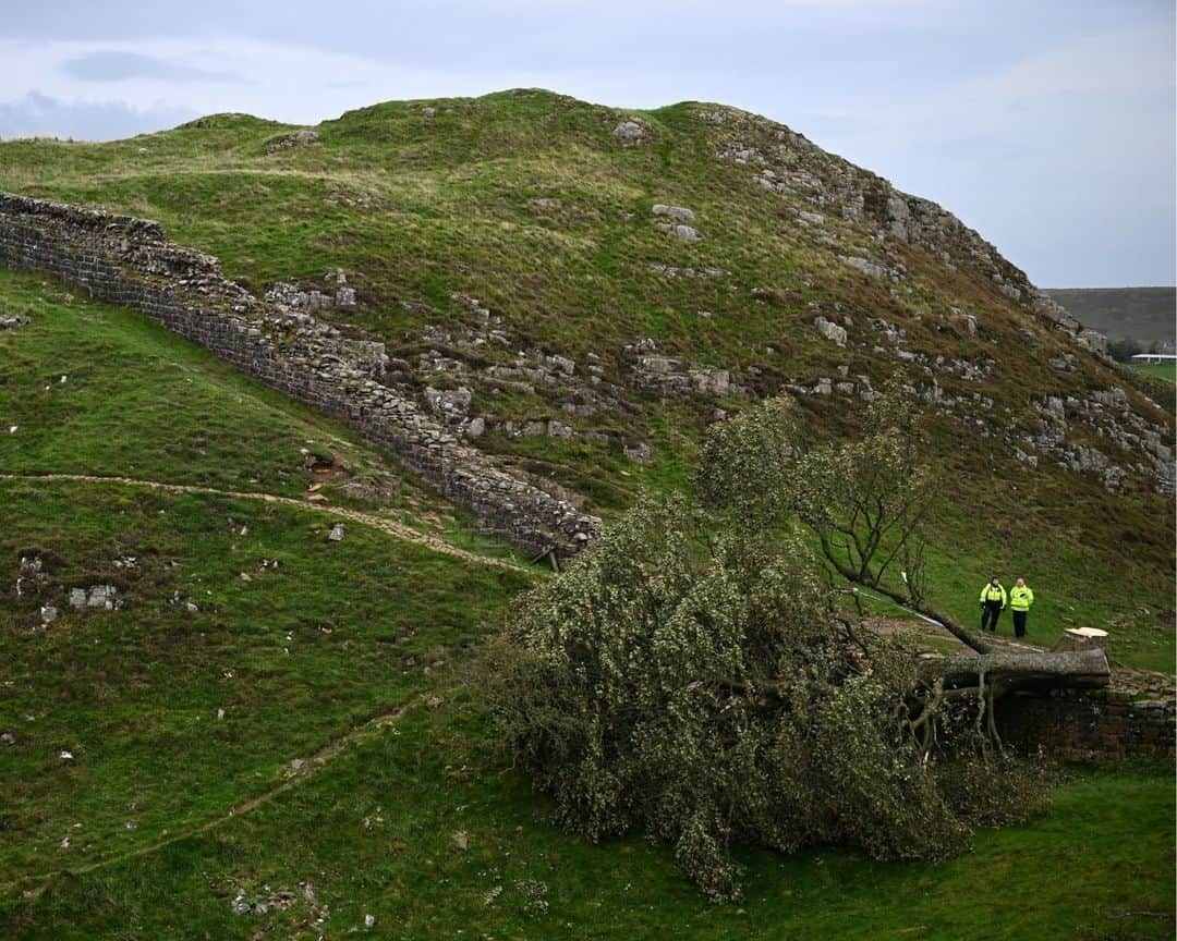 AFP通信さんのインスタグラム写真 - (AFP通信Instagram)「Teen bailed in UK after 'Robin Hood tree' cut down⁣ ⁣ A 16-year-old boy arrested after one of Britain's most photographed trees was found felled next to the Hadrian's Wall UNESCO World Heritage site in northeast England was released on bail on Friday.⁣ The Sycamore Gap tree, which has stood for more than 200 years in the Northumberland National Park, was found fallen after overnight storms.⁣ ⁣ The landmark sycamore, located in a dramatic dip in the landscape, became internationally famous when it was used for a scene in the 1991 blockbuster film "Robin Hood: Prince of Thieves", starring Kevin Costner.⁣ It won the Woodland Trust's Tree of the Year in 2016 and is a key attraction that has been photographed by millions of visitors over the years.⁣ ⁣ 1 -> 4 - The felled Sycamore Gap tree on September 28, 2023⁣ 5 - Momentoes are pictured at the base of the felled Sycamore Gap tree, on September 28, 2023⁣ 6 - The Sycamore Gap on January 19, 2022⁣ ⁣ ⁣ 📷 @oliscarff #AFP」9月29日 20時11分 - afpphoto