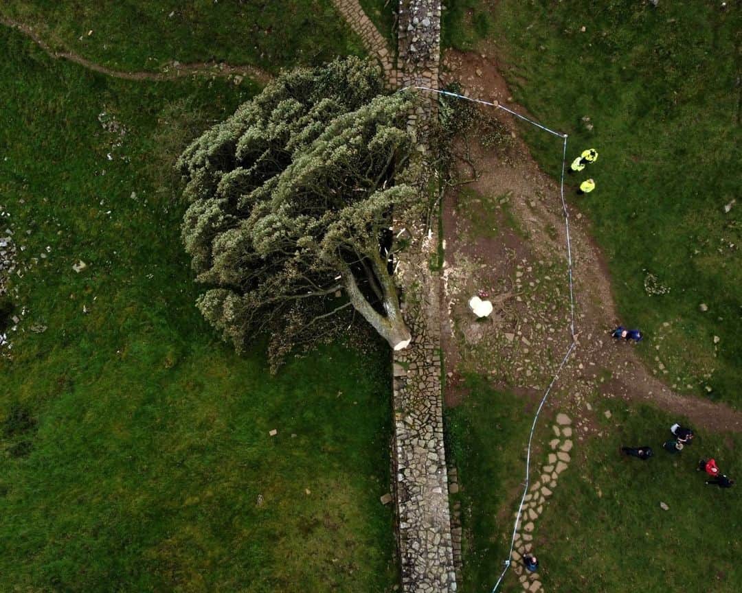 AFP通信のインスタグラム：「Teen bailed in UK after 'Robin Hood tree' cut down⁣ ⁣ A 16-year-old boy arrested after one of Britain's most photographed trees was found felled next to the Hadrian's Wall UNESCO World Heritage site in northeast England was released on bail on Friday.⁣ The Sycamore Gap tree, which has stood for more than 200 years in the Northumberland National Park, was found fallen after overnight storms.⁣ ⁣ The landmark sycamore, located in a dramatic dip in the landscape, became internationally famous when it was used for a scene in the 1991 blockbuster film "Robin Hood: Prince of Thieves", starring Kevin Costner.⁣ It won the Woodland Trust's Tree of the Year in 2016 and is a key attraction that has been photographed by millions of visitors over the years.⁣ ⁣ 1 -> 4 - The felled Sycamore Gap tree on September 28, 2023⁣ 5 - Momentoes are pictured at the base of the felled Sycamore Gap tree, on September 28, 2023⁣ 6 - The Sycamore Gap on January 19, 2022⁣ ⁣ ⁣ 📷 @oliscarff #AFP」