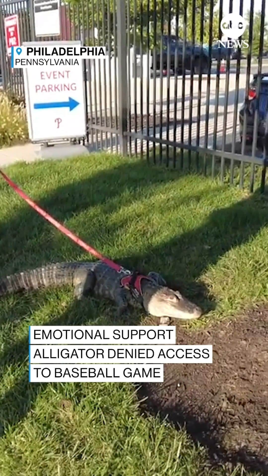 ABC Newsのインスタグラム：「LATER GATOR: An emotional support alligator was denied entry into the Philadelphia Phillies baseball game at Citizens Bank Park.」