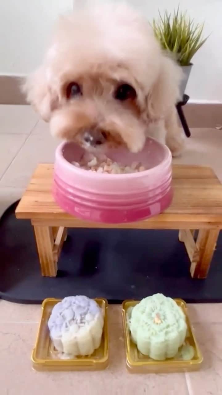 Truffle??松露?トリュフのインスタグラム：「📆(29Sep23) #happymidautumnfestival every🐾👣dy🏮No FOMO this year as I got to enjoy these delicious and pretty mooncakes from @petgourmade 😋🤩 thank you jiejie’s friend for the lovely treat!! 🥰」