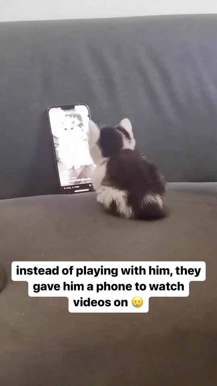 Cute Pets Dogs Catsのインスタグラム：「instead of playing with him, they gave him a phone to watch videos on  Credit: adorable @之钥 | DY ** For all crediting issues and removals pls 𝐄𝐦𝐚𝐢𝐥 𝐮𝐬 ☺️  𝐍𝐨𝐭𝐞: we don’t own this video/pics, all rights go to their respective owners. If owner is not provided, tagged (meaning we couldn’t find who is the owner), 𝐩𝐥𝐬 𝐄𝐦𝐚𝐢𝐥 𝐮𝐬 with 𝐬𝐮𝐛𝐣𝐞𝐜𝐭 “𝐂𝐫𝐞𝐝𝐢𝐭 𝐈𝐬𝐬𝐮𝐞𝐬” and 𝐨𝐰𝐧𝐞𝐫 𝐰𝐢𝐥𝐥 𝐛𝐞 𝐭𝐚𝐠𝐠𝐞𝐝 𝐬𝐡𝐨𝐫𝐭𝐥𝐲 𝐚𝐟𝐭𝐞𝐫.  We have been building this community for over 6 years, but 𝐞𝐯𝐞𝐫𝐲 𝐫𝐞𝐩𝐨𝐫𝐭 𝐜𝐨𝐮𝐥𝐝 𝐠𝐞𝐭 𝐨𝐮𝐫 𝐩𝐚𝐠𝐞 𝐝𝐞𝐥𝐞𝐭𝐞𝐝, pls email us first. **  #sleepingkitty #instakitties #kittycuddles」