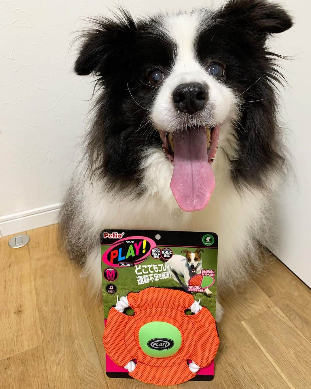 犬バカ部宣伝部長のインスタグラム：「たくさんの誕生日お祝いコメントありがとうございます🐼❤️そらちゃんと一緒にインスタ見てるので伝わってます🐼ボダコは賢いもんね🤣 ⁡ そらちゃんの誕生日プレゼント🎁です。 いつものおもちゃなんだけどね🤣 毎日これで遊んでます😊 毎日遊ぶのが長生きのコツ！？なのかも🥺 ⁡ #犬バカ部 #bordercollie #ボーダーコリー #dog #犬 #白黒 #そら #ふにゃボダ部 #ボダ娘 #誕生日プレゼント」
