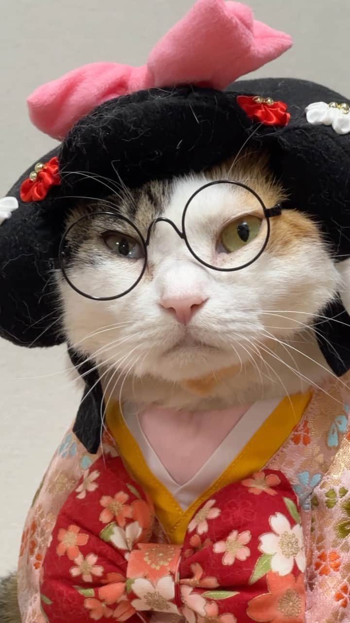 のインスタグラム：「【WaterOが当たるプレゼント企画やります】詳細は下の方です。 ちゃいたちの健康維持してくれているお水だよね♪ふぁ〜い♪  〜WarerOさんの簡単な説明〜 健康維持、免疫力の維持にはエネルギーが必要でそのエネルギーはどうやって作られるかと言うと栄養＋酸素がこの二つが必要ということ水道水に含まれる塩素やカルキなどのミネラルの過剰摂取は、腎臓への負担を高めるリスクがあります。 WaterOは水と酸素だけで作られているペットの体を想ったお水。 腎臓への負担をかけずにお水を摂取できますよ。  ▶︎WaterO　商品紹介・販売ページはこちらから https://watero.pet/ ▶︎WaterO Official Channel https://www.youtube.com/channel/UChkUdY_8D7tNNvHJcv-aX3w  【プレゼント企画について】 今回紹介した「WaterO」をご担当者様のご好意により、もしぬこMildomライブ配信視聴者にプレゼントいただくこととなりました！ ■プレゼント企画開催場所：MildomのLIVE配信番組内 ■会場https://www.mildom.com/11083434​​ ■開催日時：10/1(日)21:00~ ※ほぼ毎週日曜21時よりプレゼント企画しております✨ ■当選人数：1名1本+α ■内容：WaterO 是非プレゼント企画にご参加ください。  #watero #PR @watero_official  ・ ・ #cat #cats #kitten #kitty #meow #neko #ねこ #猫 #고양이 #냐옹이 #catlove #lovecats #catlife #catlover #pet #pets #animal #animals #instacat #lovekitten #貓 #gato #القط #🐱#catinsta #petinsta #catinstagram #petinstagram」