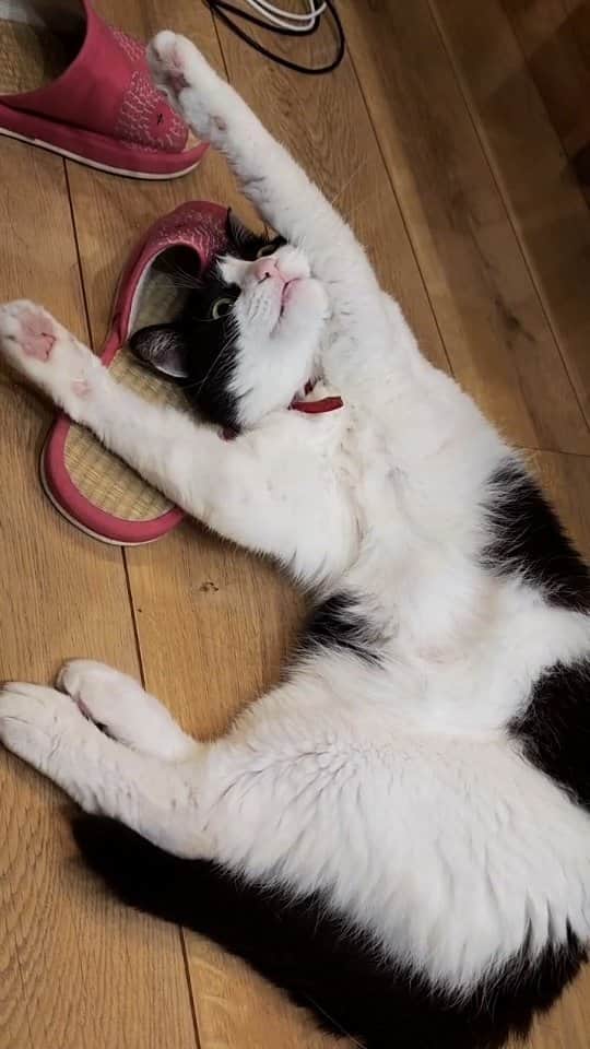 せいのゆみのインスタグラム：「ナゼ猫はスリッパが好きなのか  #ねこ好き #ねこと暮らす #猫好き #猫のいる暮らし #猫好きさんと繋がりたい #ぶんたろうとにゃーねこ #もふもふ」