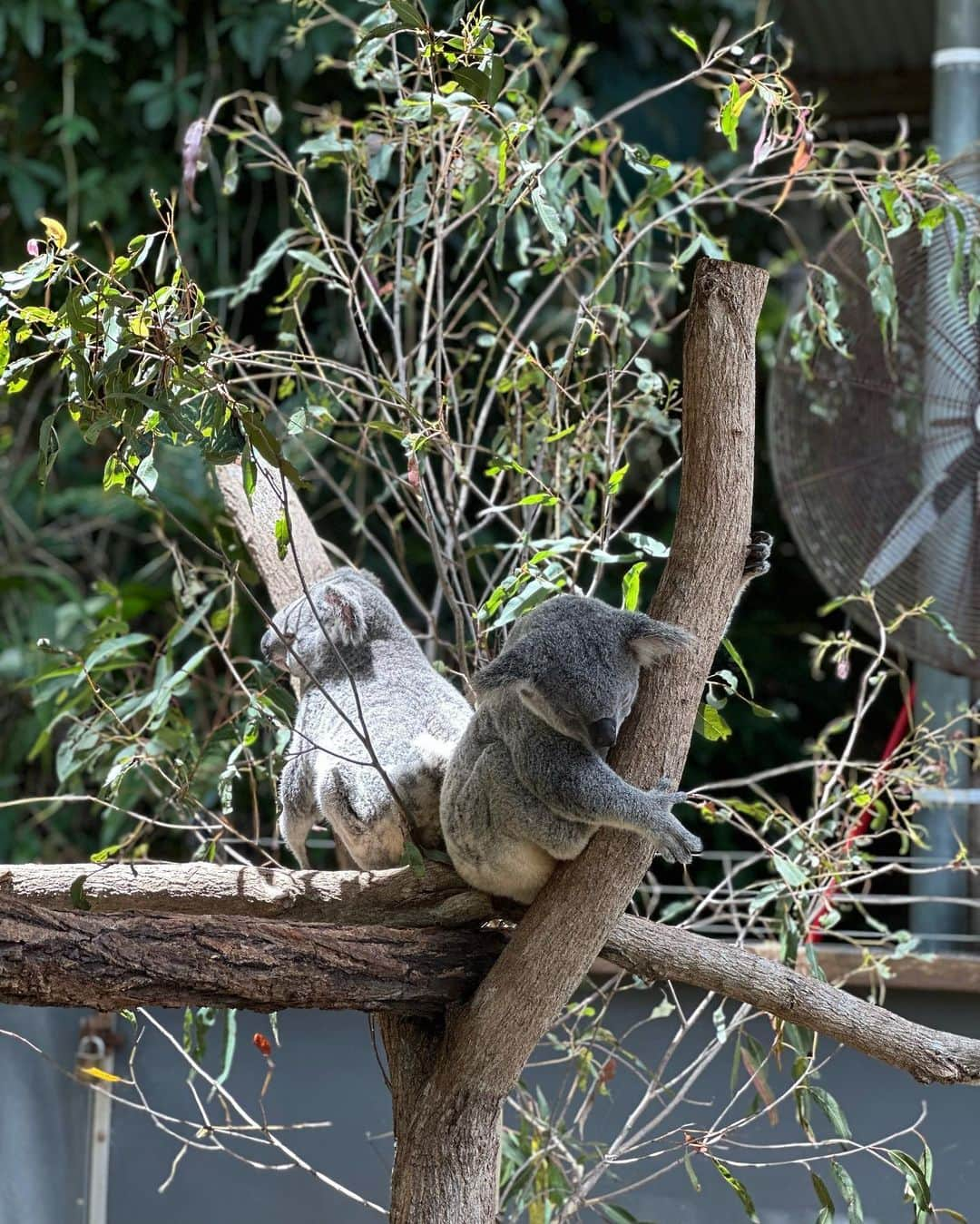 水越愛華のインスタグラム：「らぶりーコアラちゃんたち🐨🩶😚  #kuranda #kurandakoalagardens  #コアラ #コアラの中のコアラ」