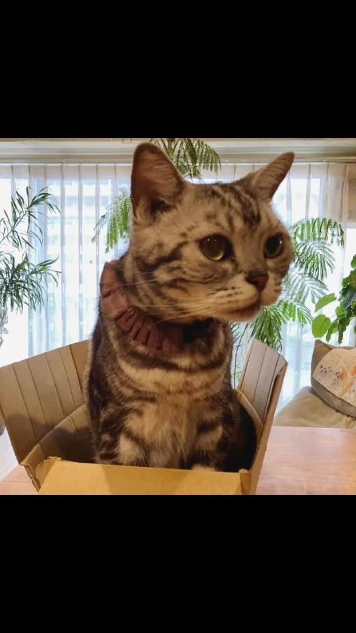 chai0219のインスタグラム：「Qooの箱📦特集が作成されてた🤣 可愛い😍  #americanshorthair #kitty #kitten #cat #cats #catstagram #neco #アメリカンショートヘア #ねこ #猫 #ネコ #にゃんこ #ニャンコ #猫部 #猫もふ #ねこのきもち #ねこのいる生活 #ねこのいる暮らし」