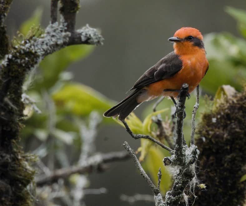 スミソニアン博物館のインスタグラム：「If you had a coffee date with this vermillion flycatcher, it might share with you that Colombian coffee farms exist in some of the most biodiverse ecosystems on the planet, putting pressure on bird populations.    But bird habitat and the farms that make your steaming hot cup of joe can coexist. Ecologists from our @SmithsonianZoo collaborate with farmers to conserve biodiversity and explore solutions that make birds, farmers, and coffee lovers happy.    Travel with @SmithsonianZoo to the misty forests of Colombia in the new short film “Café Y Aves." nationalzoo.si.edu/cafe-y-aves. #LiveBirdFriendly #NationalCoffeeDay」