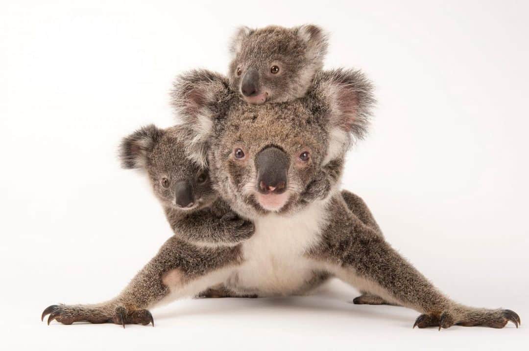 Joel Sartoreのインスタグラム：「Koalas rely on eucalyptus trees for food, shelter and safety against predators. As housing developments and busy roads encroach into koala habitat and decrease the number of available eucalyptus trees, they’re left vulnerable to being hit by traffic, dog attacks, and the spread of life-threatening diseases like chlamydia. The Australia Zoo Wildlife Hospital (@wildlifewarriorsworldwide), where this photograph was taken, provides care for up to 800 sick and injured koalas each year, making it Australia’s busiest koala hospital. Their tireless efforts give koalas like Augustine and her young ones Gus and Rupert a second chance at life in the wild.   #koala #koalas #animal #animals #wildlife #photography #animalphotography #wildlifephotography #studioportrait #SaveTheKoalaDay #PhotoArk @insidenatgeo」