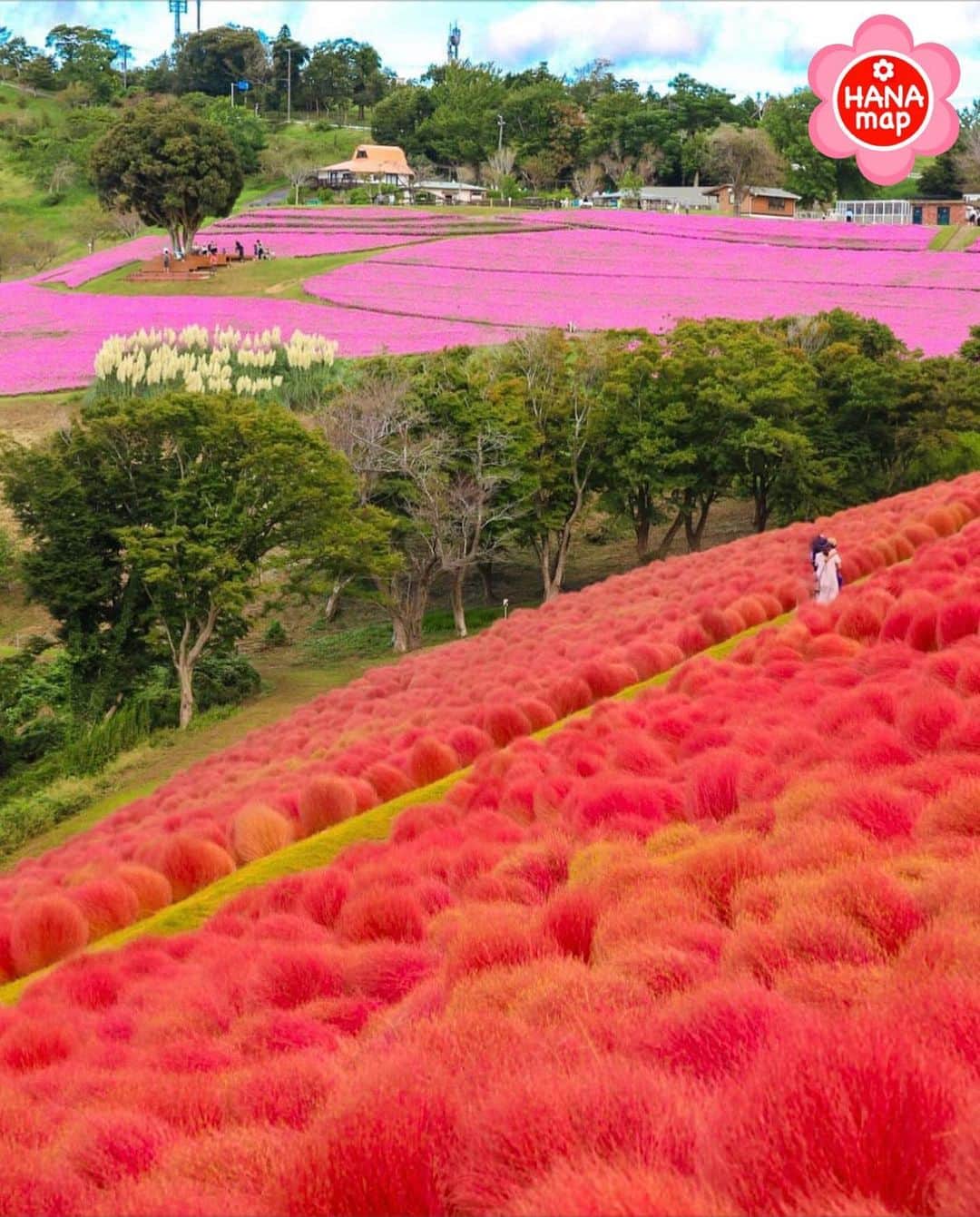 はなまっぷ❁日本の花風景のインスタグラム：「🌸はなまっぷ🌸 * @healing_mayu_hana さんの 花のある風景に花まるを💮 * 鮮やかなペチュニアとコキアの競演をありがとうございます😊🌸 * #千葉　#マザー牧場 Mother Farm, Chiba Pref. * ペチュニアの花言葉 あなたと一緒なら心が和らぐ、心のやすらぎ * #はなまっぷ#日本の美しい花風景#花のある風景#花#花言葉#ペチュニア#千葉#桃色吐息#花の谷#ピンク#コキア #紅葉#花畑 * いつも素敵なお花をありがとうございます😊 ※見頃が過ぎている花、終わっている花もご紹介させていただいています。 * 🌸••••••お知らせ••••••🌸 * 花風景検索サイト　はなまっぷ https://hanamap.com 🔍「はなまっぷ」または @hanamap プロフィール欄から ぜひご覧ください * 📖🌸📖🌸📖🌸📖🌸📖 四季の花々を訪ねていきたい にっぽんの花地図 好評発売中📘 📖🌸📖🌸📖🌸📖🌸📖」