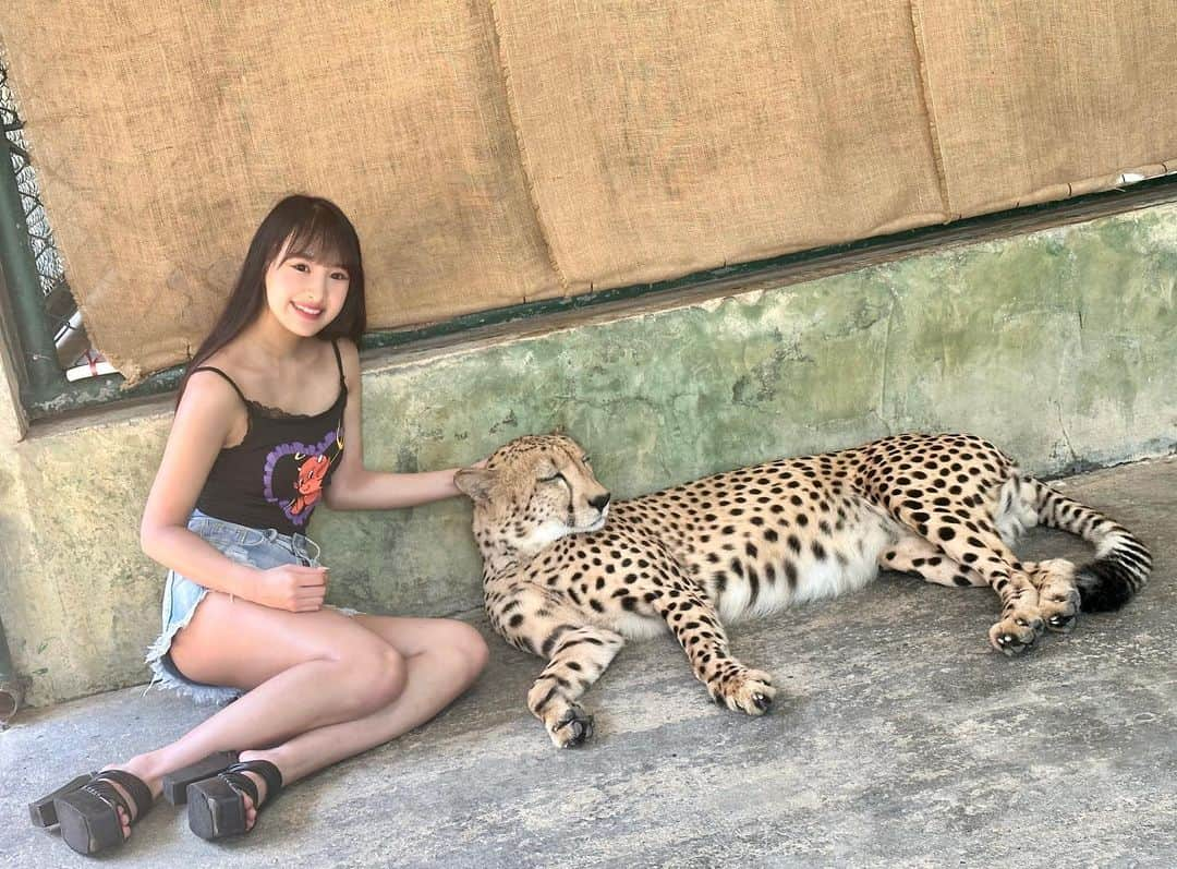 岡本怜奈さんのインスタグラム写真 - (岡本怜奈Instagram)「♡ 初チーター🐆💜 美人でお利口さんやし、めっちゃいい匂いした𓂃◌𓈒𓐍 ♡ ♡ #タイ #タイ旅行  #🇹🇭 #プーケット #プーケット旅行 #リゾート #アジアリゾート#プーケット観光 #海外女子旅  #タイガーキングダム #เที่ยวเมืองไทย #ภูเก็ต #🐯 #🐅 #🐆 #thailand #travel #tiger #tigerkingdom #happy」9月29日 21時51分 - renatan1222