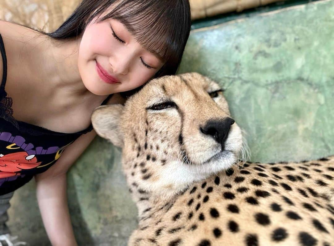 岡本怜奈さんのインスタグラム写真 - (岡本怜奈Instagram)「♡ 初チーター🐆💜 美人でお利口さんやし、めっちゃいい匂いした𓂃◌𓈒𓐍 ♡ ♡ #タイ #タイ旅行  #🇹🇭 #プーケット #プーケット旅行 #リゾート #アジアリゾート#プーケット観光 #海外女子旅  #タイガーキングダム #เที่ยวเมืองไทย #ภูเก็ต #🐯 #🐅 #🐆 #thailand #travel #tiger #tigerkingdom #happy」9月29日 21時51分 - renatan1222