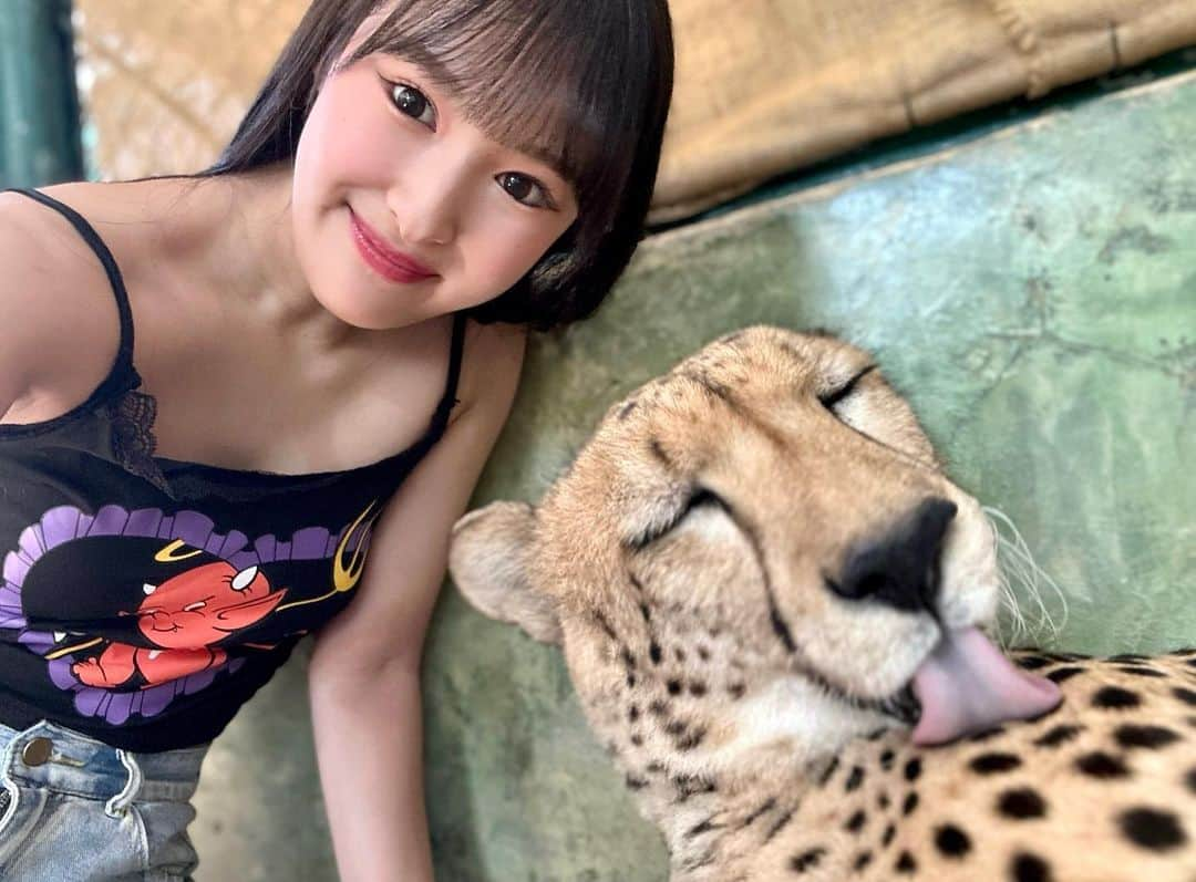 岡本怜奈さんのインスタグラム写真 - (岡本怜奈Instagram)「♡ 初チーター🐆💜 美人でお利口さんやし、めっちゃいい匂いした𓂃◌𓈒𓐍 ♡ ♡ #タイ #タイ旅行  #🇹🇭 #プーケット #プーケット旅行 #リゾート #アジアリゾート#プーケット観光 #海外女子旅  #タイガーキングダム #เที่ยวเมืองไทย #ภูเก็ต #🐯 #🐅 #🐆 #thailand #travel #tiger #tigerkingdom #happy」9月29日 21時51分 - renatan1222