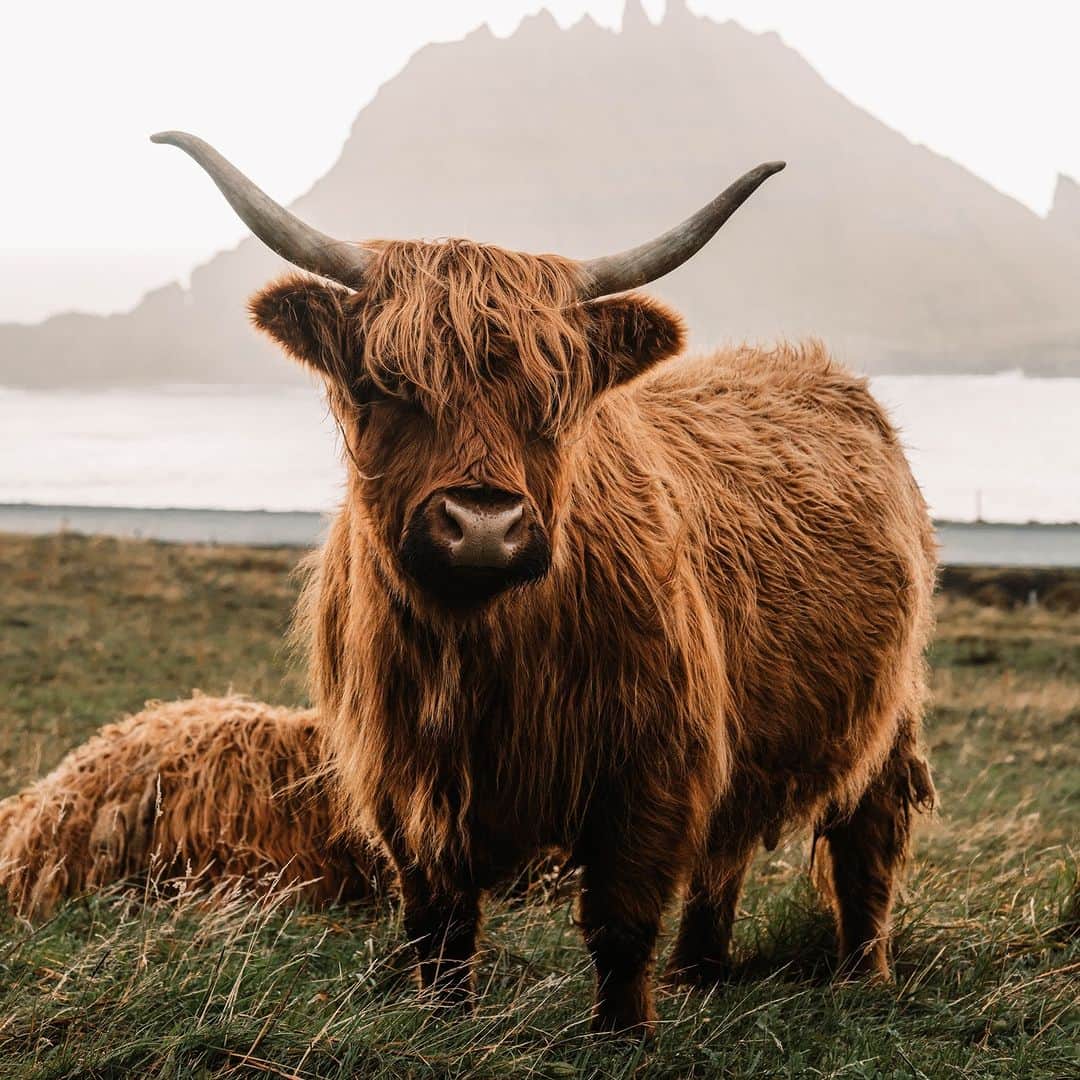 のインスタグラム：「Time to try bangs again? 💇‍♀️  This Highland cow is nailing the look in #Denmark's Faroe Islands.   📷: Hugo Abad  #animals」