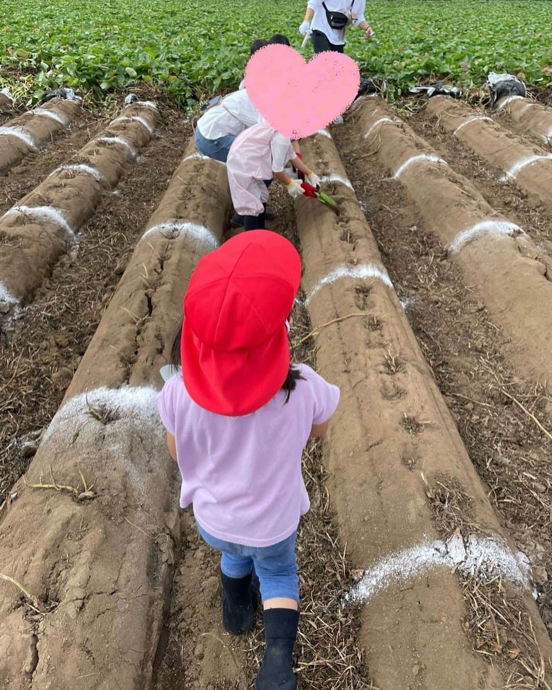 上杉桜子のインスタグラム：「娘とお芋掘りに行ってきました🍠 15本ゲット！ 早速さつまいもチップスを作ってオヤツに食べました♪ 美味しかった💕  #お芋掘り #娘とおでかけ #暑かった　けど #娘の成長を感じた1日 #しばらくはさつまいも尽くし」