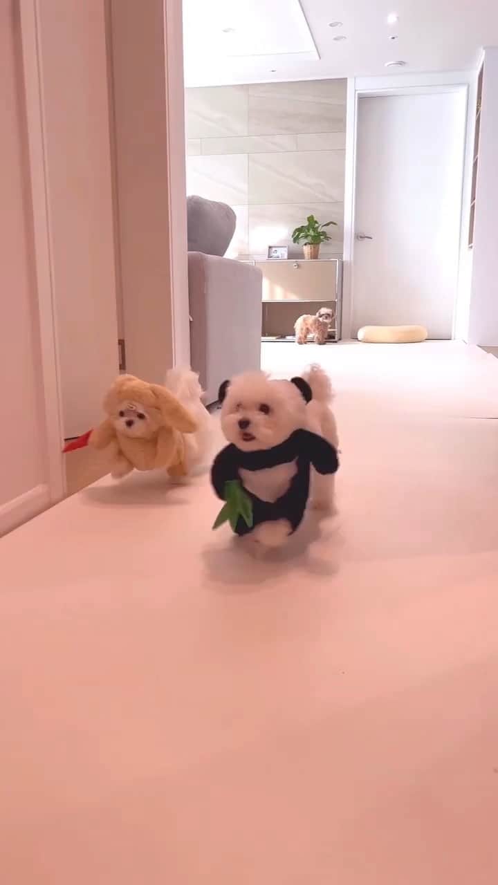 SHEINのインスタグラム：「The cutest race and it's not even close 🏃‍♀️🛍️🤣 Where are they running with those veggies, though?? Wrong answers only 👇 @miso_ara  #SHEINinspo」