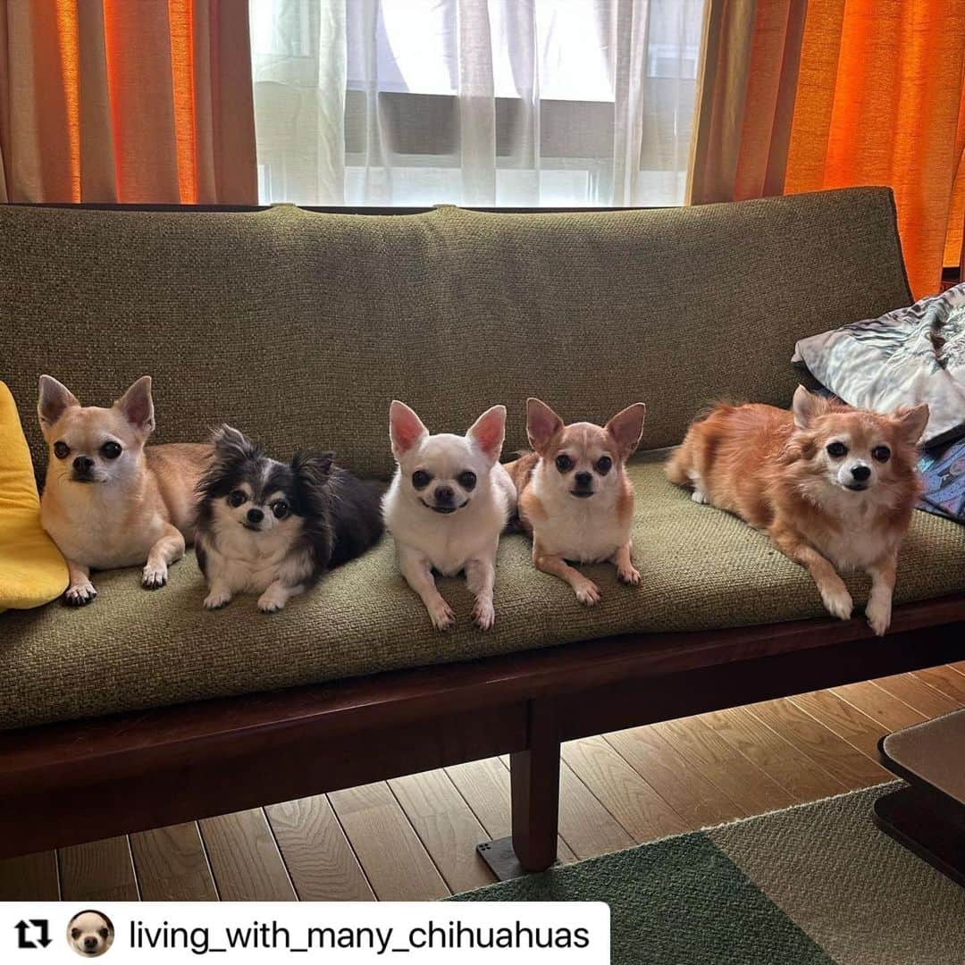 【公式】いぬのきもち・ねこのきもちのインスタグラム：「#Repost @living_with_many_chihuahuas さんのチワーズ✨  みんな集まって記念撮影かな❓  ハッシュタグ #いぬのきもち #ねこのきもち に投稿いただいた可愛い写真をご紹介しています！ 「いぬのきもちWEB　MAGAZINE」、「ねこのきもちWEB MAGAZINE」でもご紹介させていただくことも！  -------------------  .  #いぬ #いぬすたぐらむ #いぬのいる暮らし #いぬのきもち #いぬ好き #犬 #犬好きさんと繋がりたい #犬のいる生活 #犬と暮らす #犬好き #dog #dogsofinstagram #dogstagram」