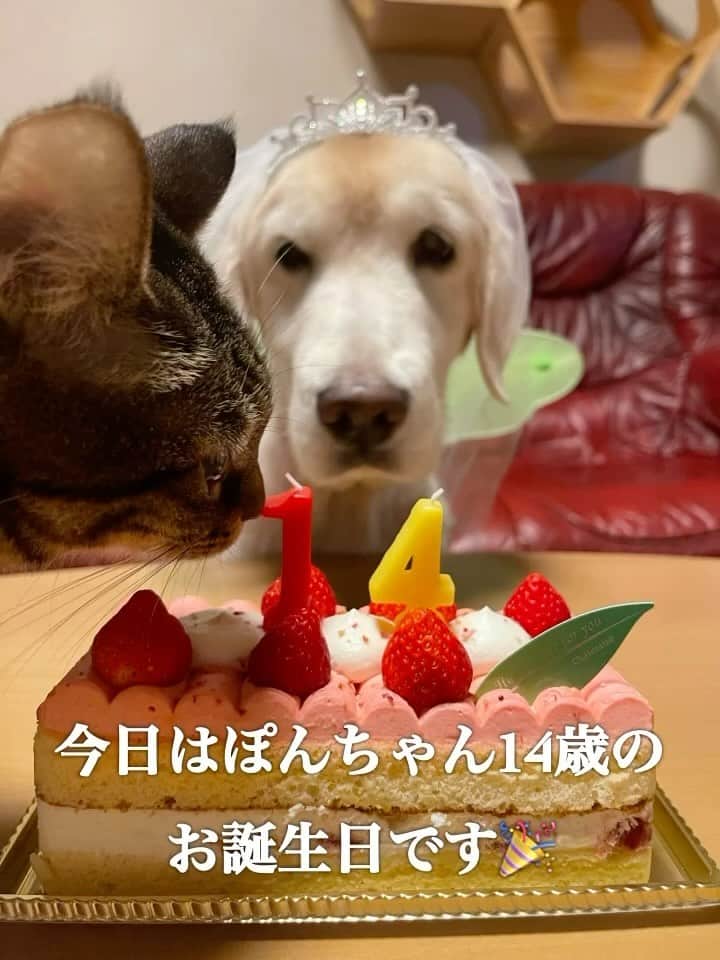 イチミ＆ポンズのインスタグラム